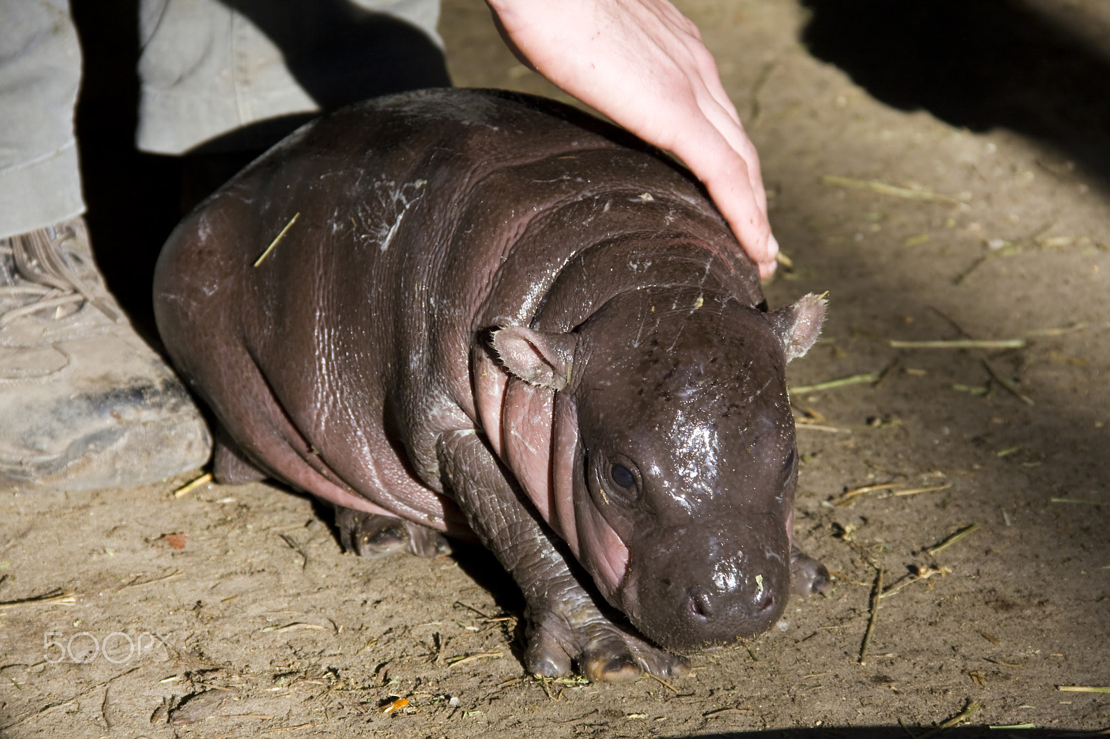 Canon EOS 40D sample photo. Pygmy and fat baby photography