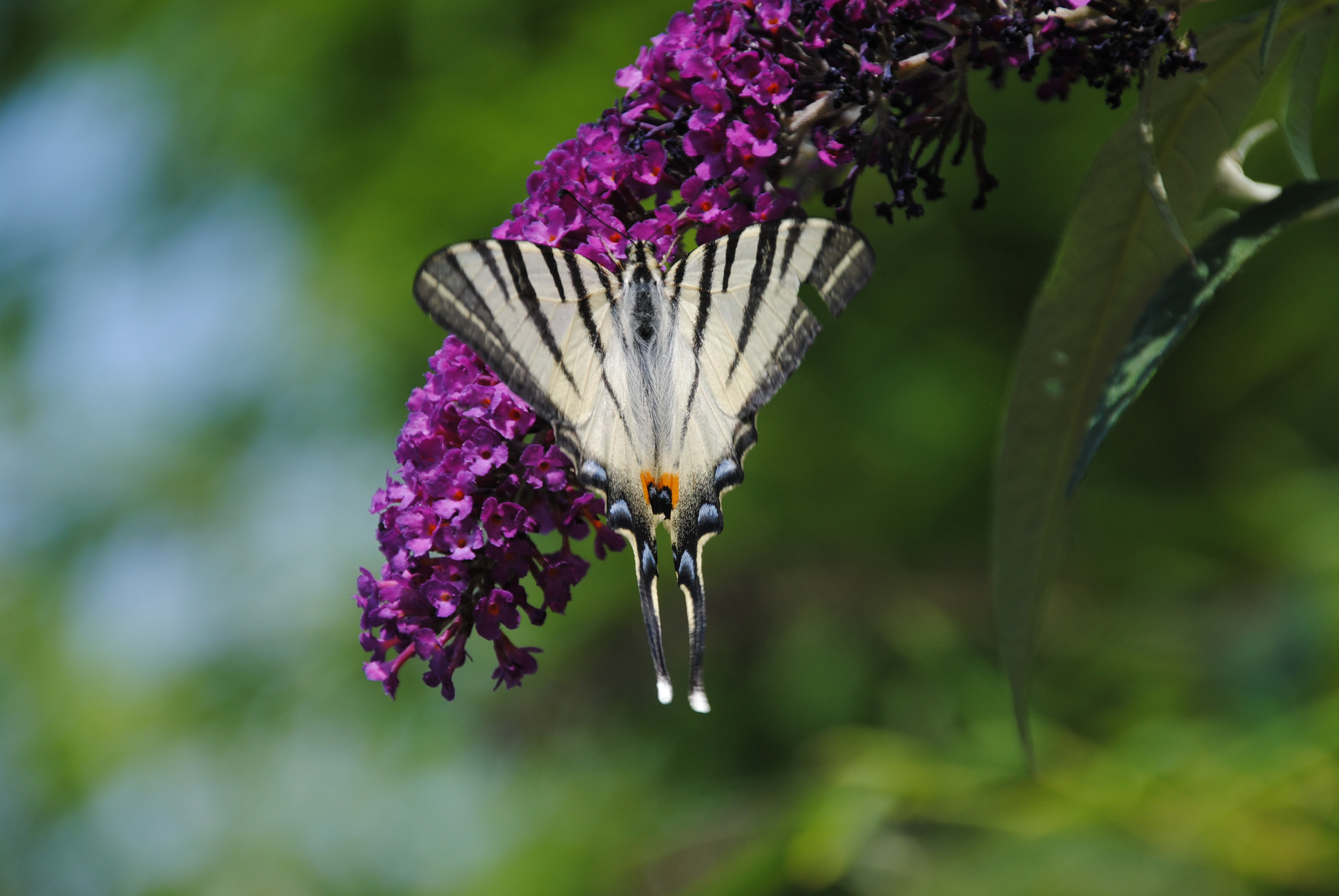 Nikon D3000 sample photo. Segelfalter photography