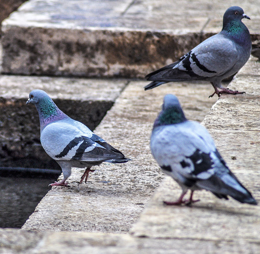 Nikon D5000 sample photo. Pigeon photography