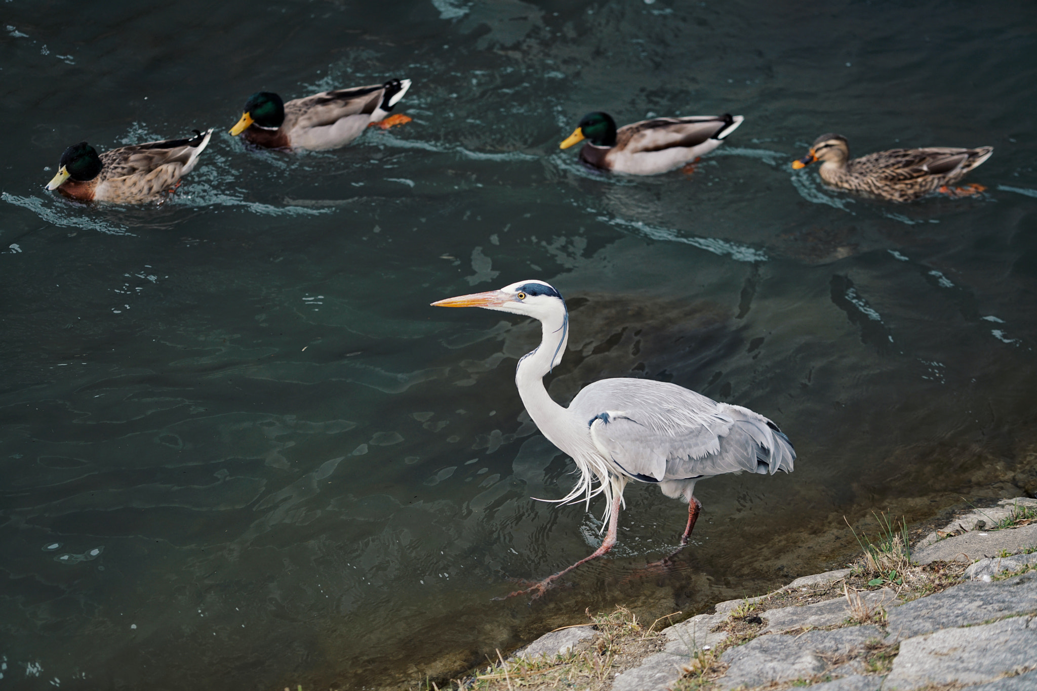 Sony a7R II + Sony FE 70-200mm F4 G OSS sample photo. 鸭川 kamogawa photography