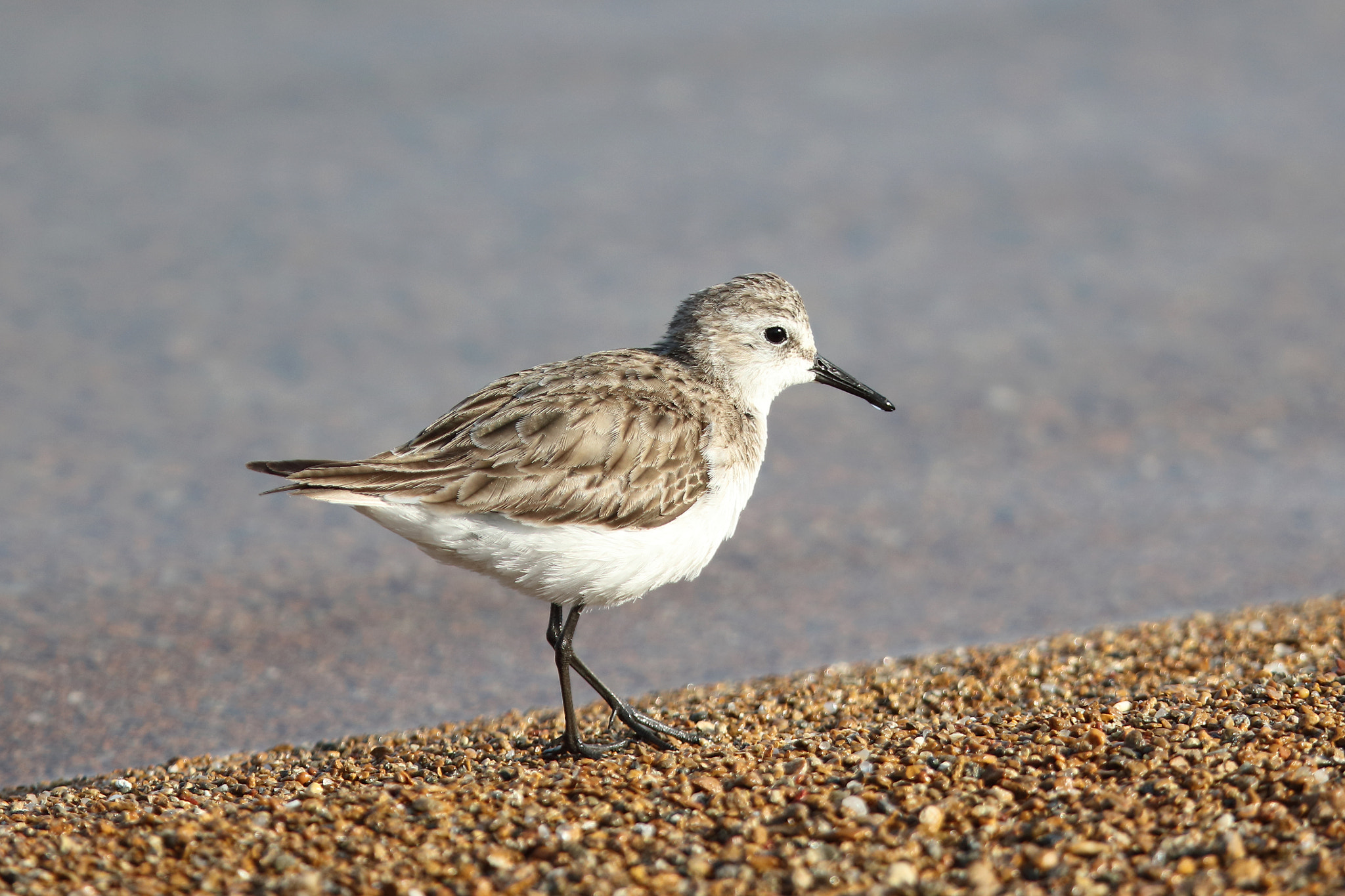 Canon EOS 5DS R + Canon EF 400mm F2.8L IS II USM sample photo. Little stint photography
