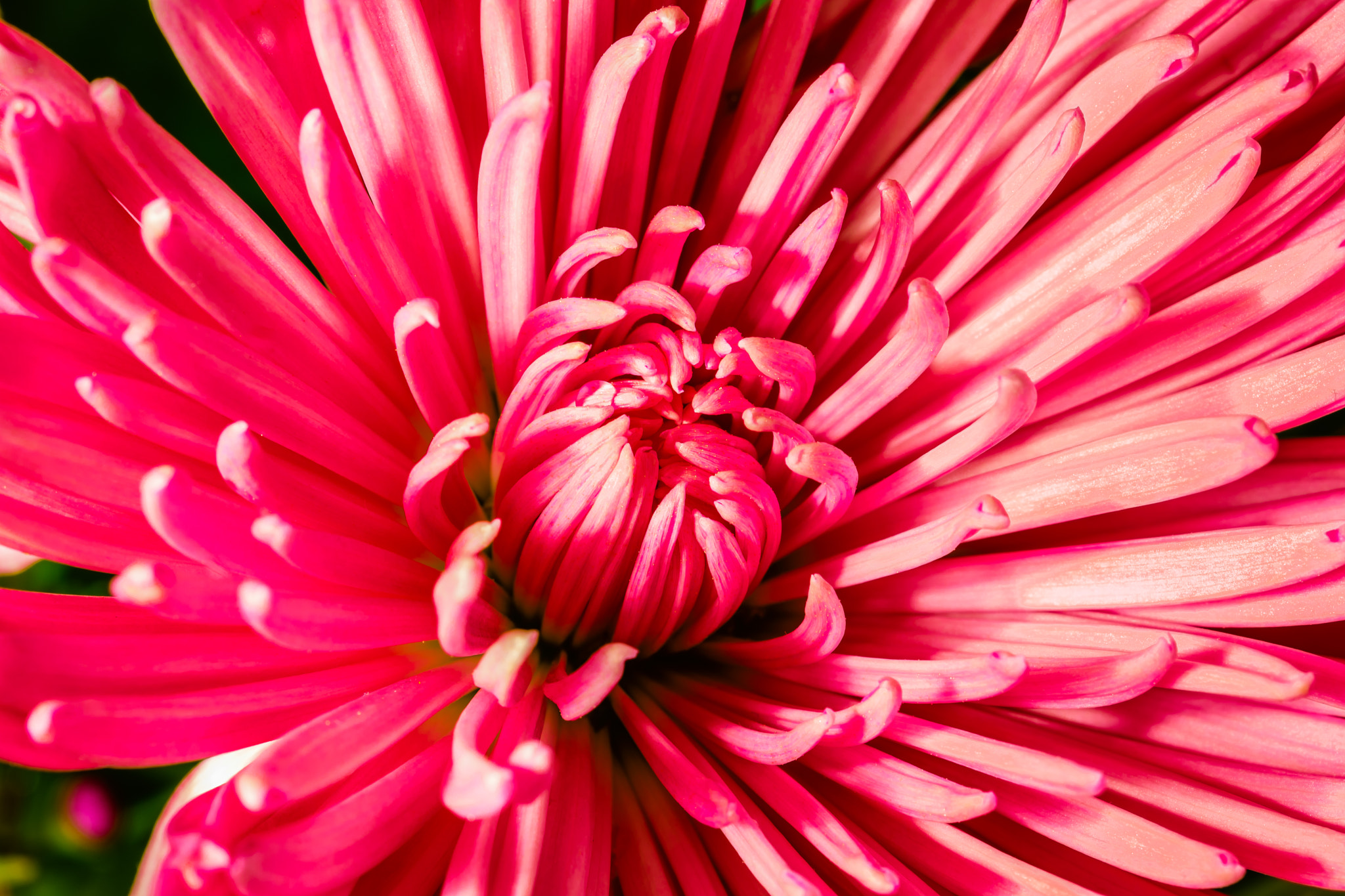 Sigma 105mm F2.8 EX DG OS HSM sample photo. Chrysanthemum red & white photography