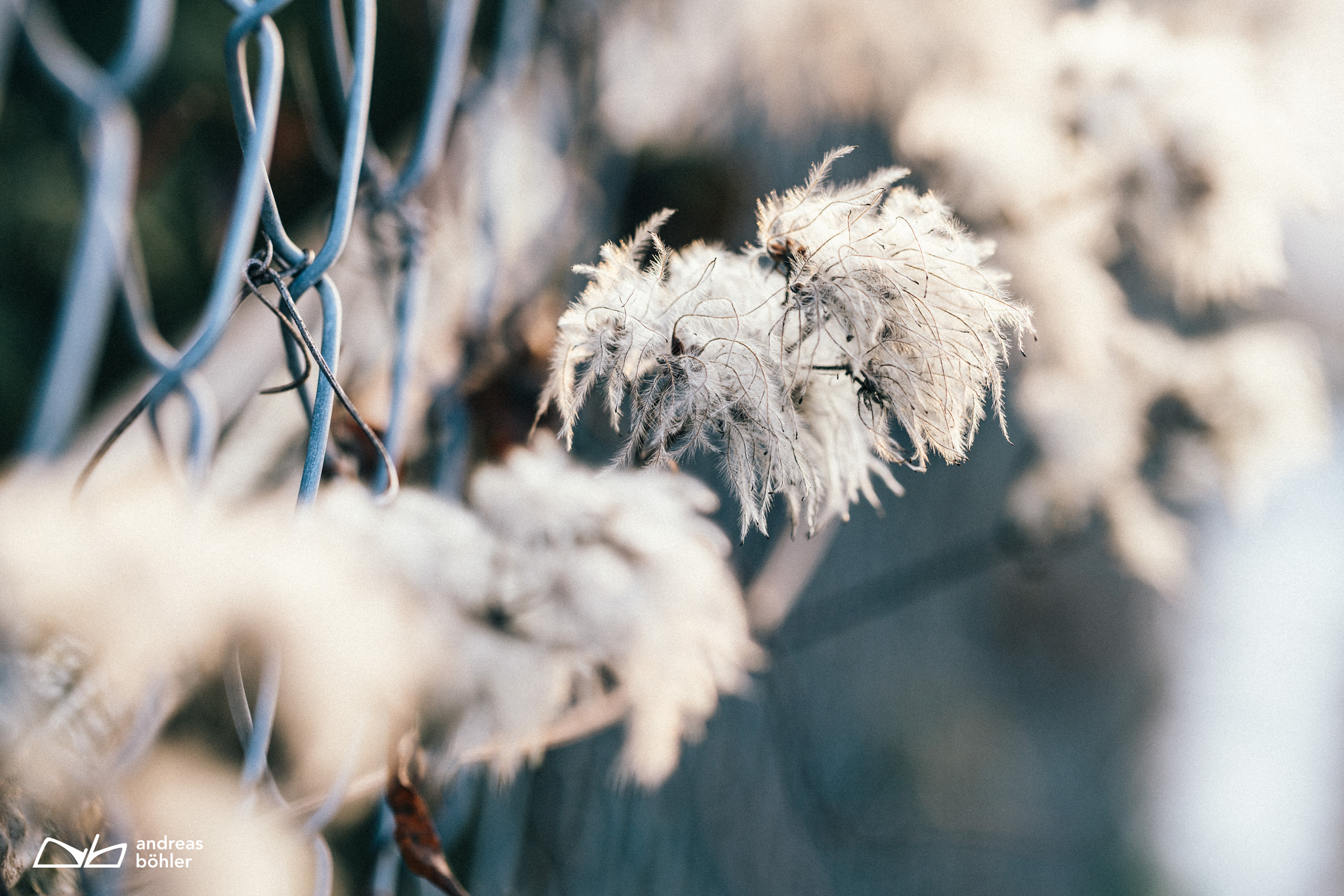 Canon EF 100mm F2.8L Macro IS USM sample photo. Feathered white winter plant photography