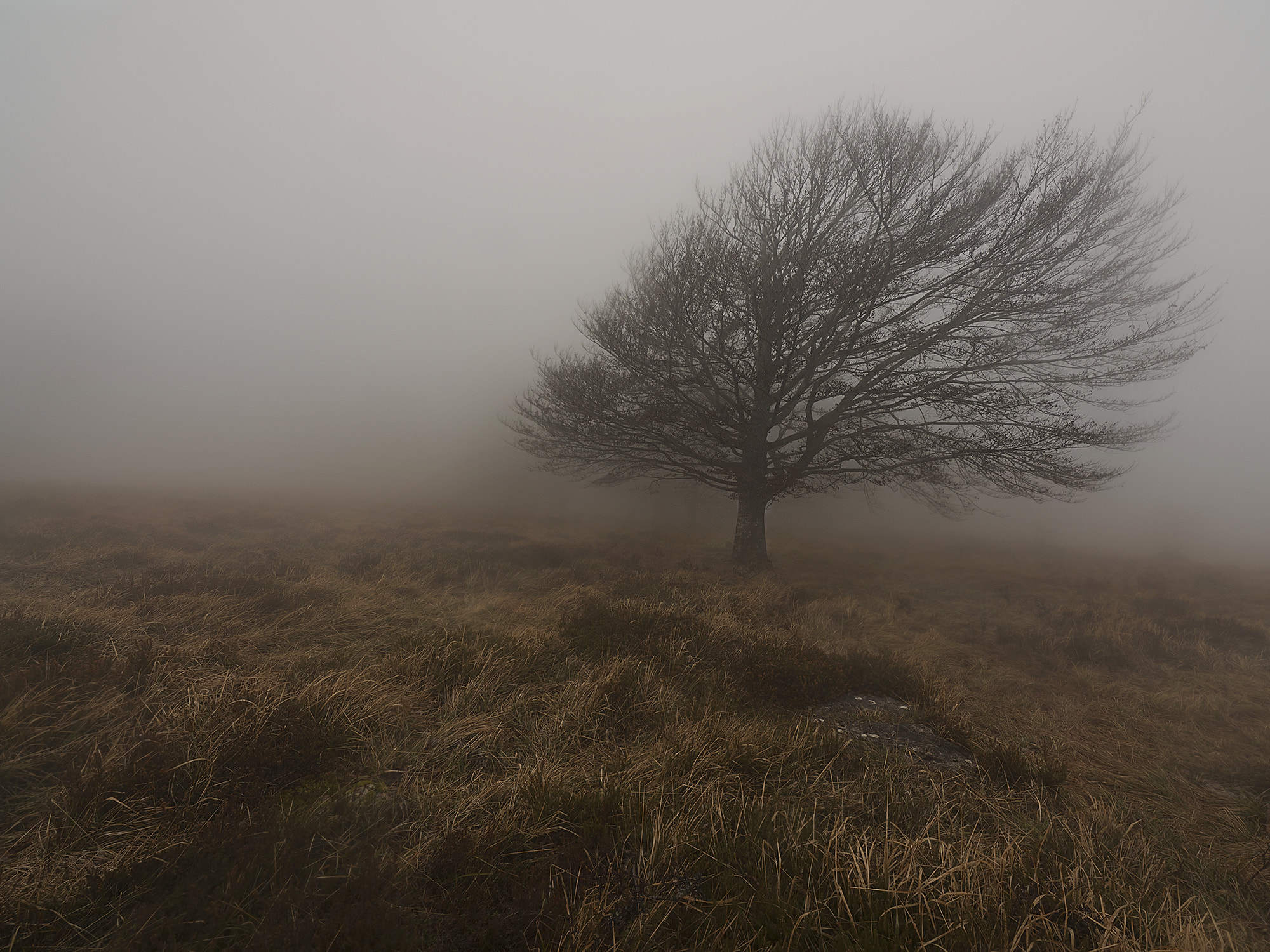 Olympus OM-D E-M5 II + OLYMPUS  7-14mm Lens sample photo. We´ve only got the fog photography