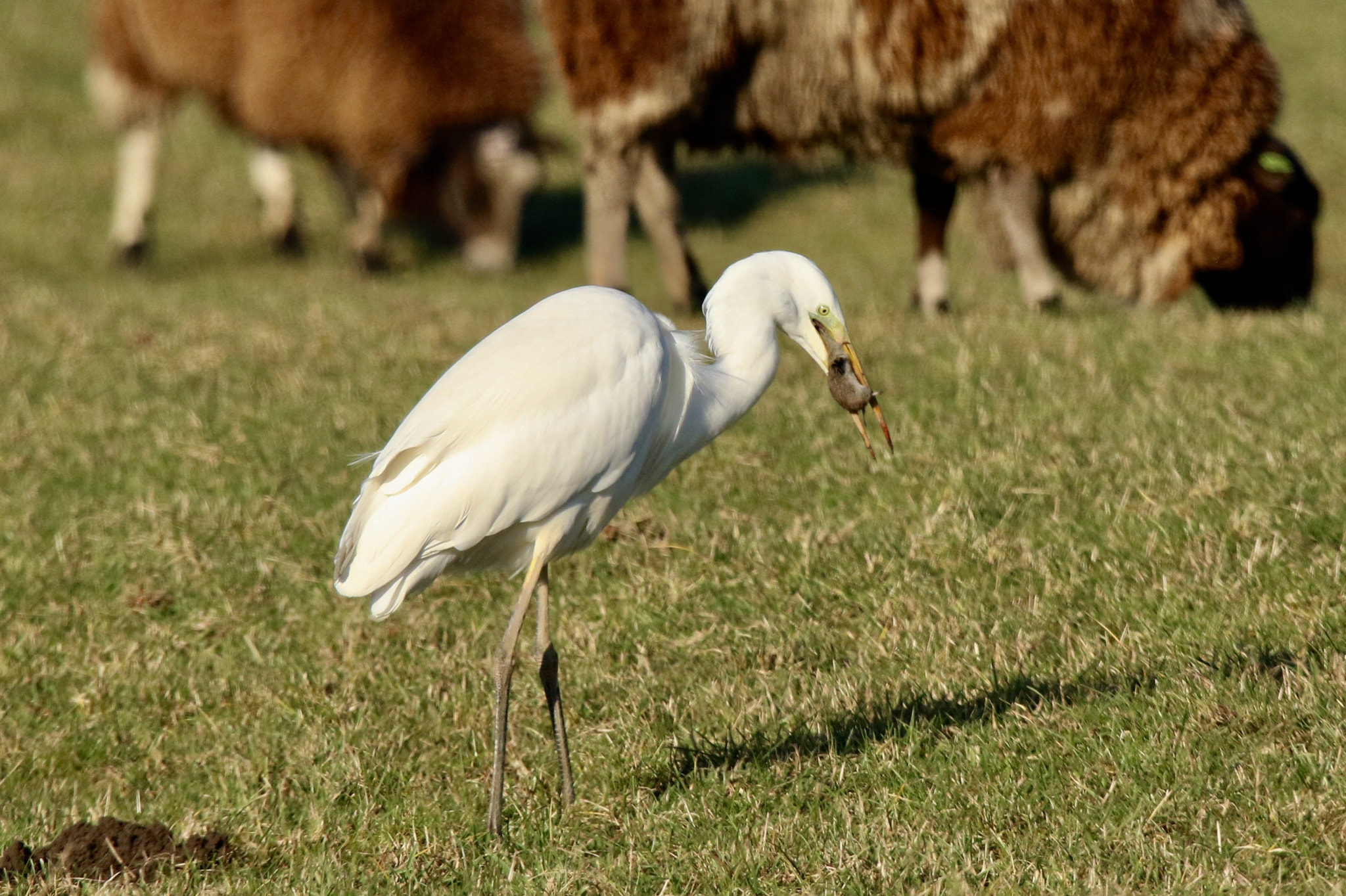 Sigma 150mm f/2.8 EX DG OS HSM APO Macro sample photo. Egret with a vole,photo was taken nearby beesd. photography