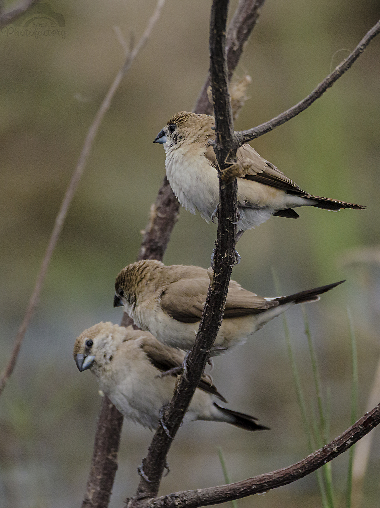 Sigma 150-600mm F5-6.3 DG OS HSM | C sample photo. Silver bills photography