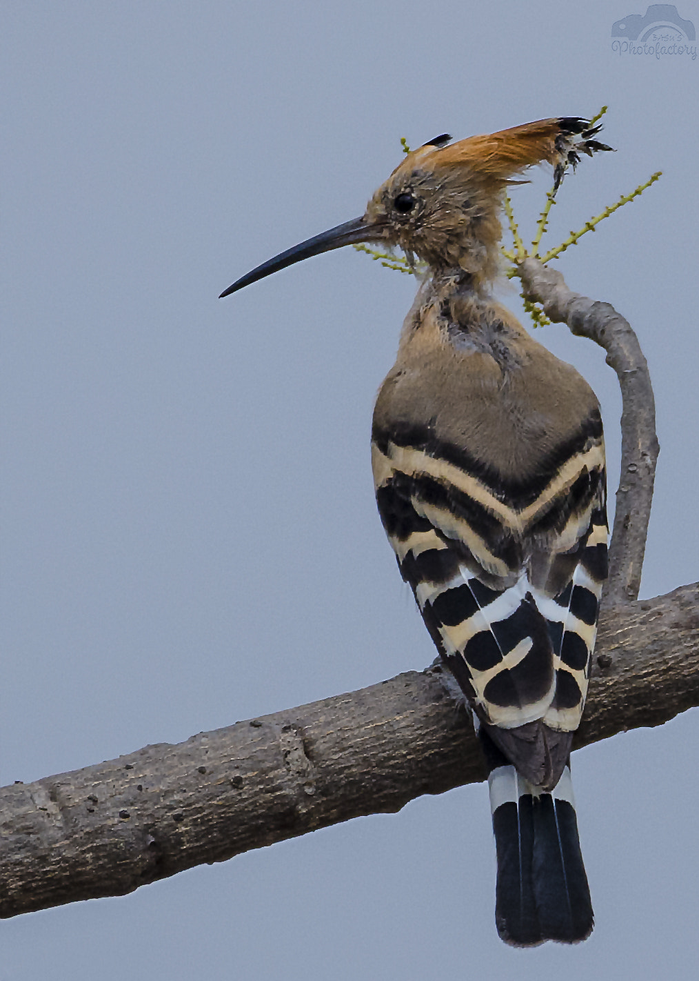 Sigma 150-600mm F5-6.3 DG OS HSM | C sample photo. Hoopoe photography