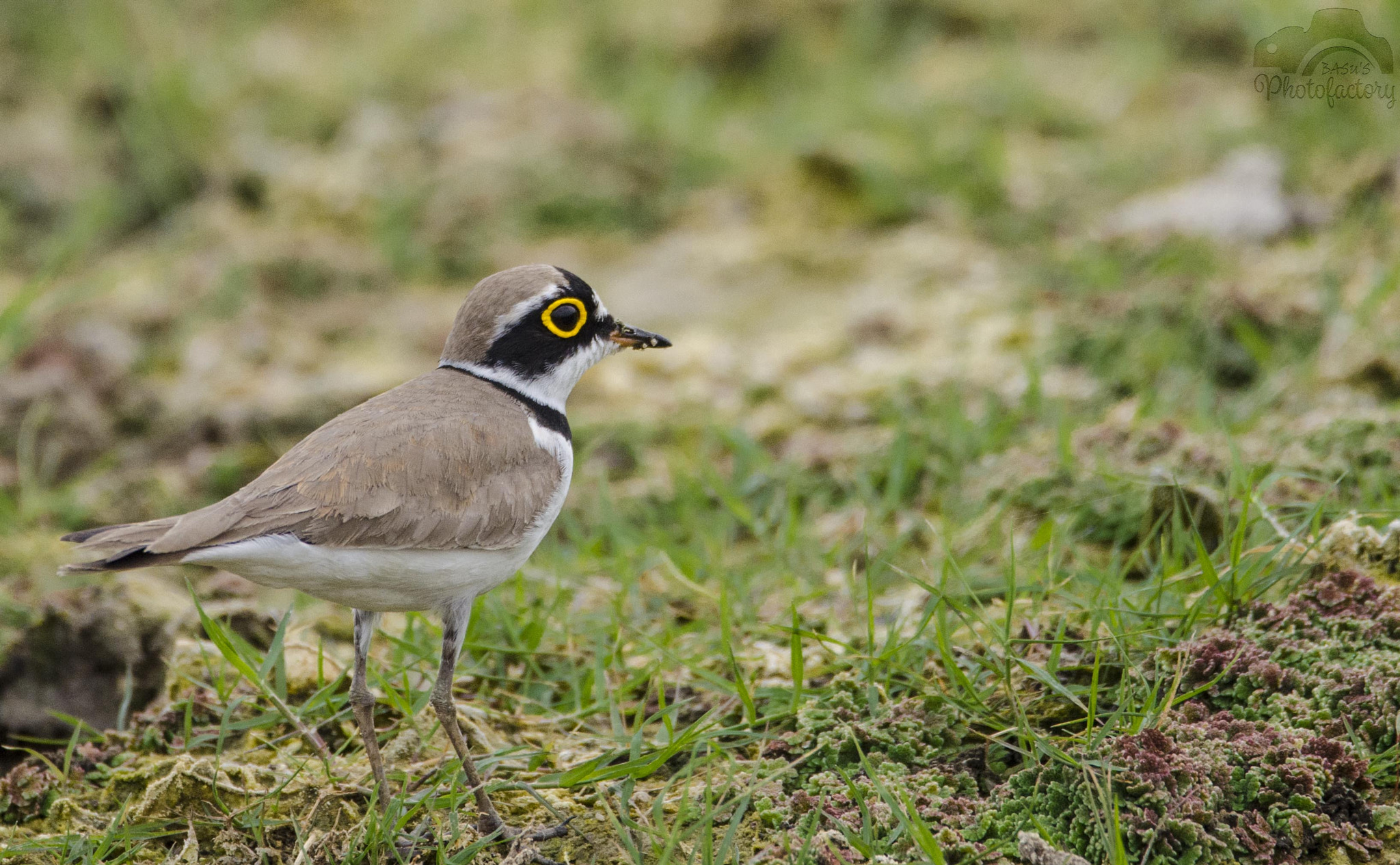 Nikon D7000 + Sigma 150-600mm F5-6.3 DG OS HSM | C sample photo. Little ringed plover photography