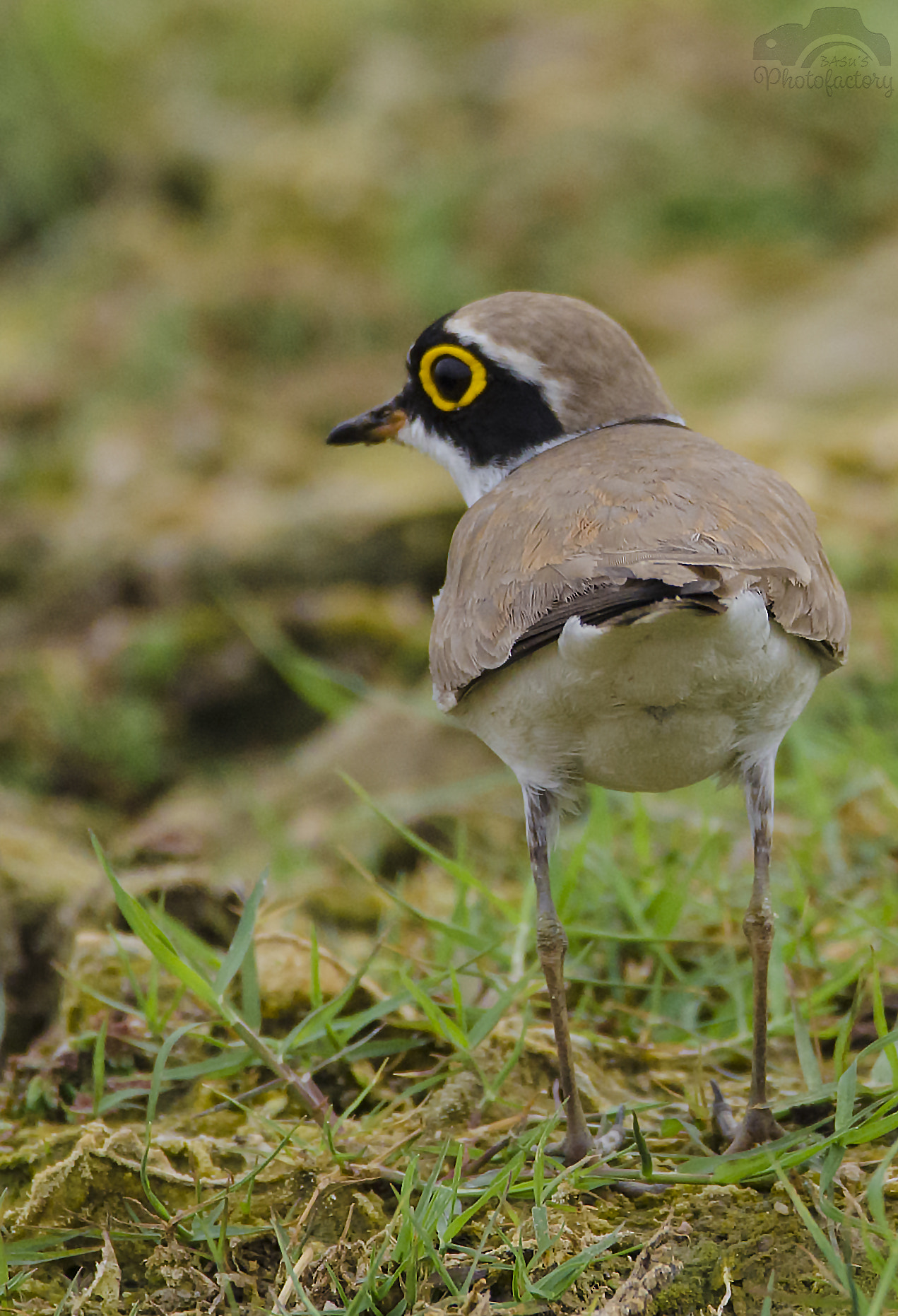 Nikon D7000 + Sigma 150-600mm F5-6.3 DG OS HSM | C sample photo. Little ringed plover photography