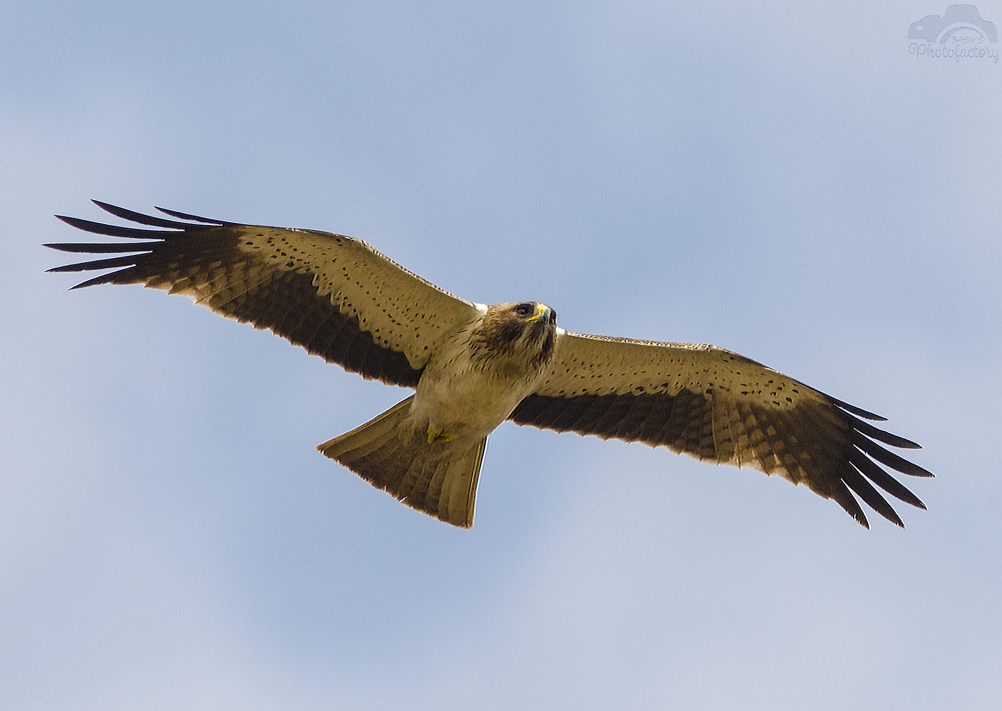 Sigma 150-600mm F5-6.3 DG OS HSM | C sample photo. Booted eagle pale morph photography