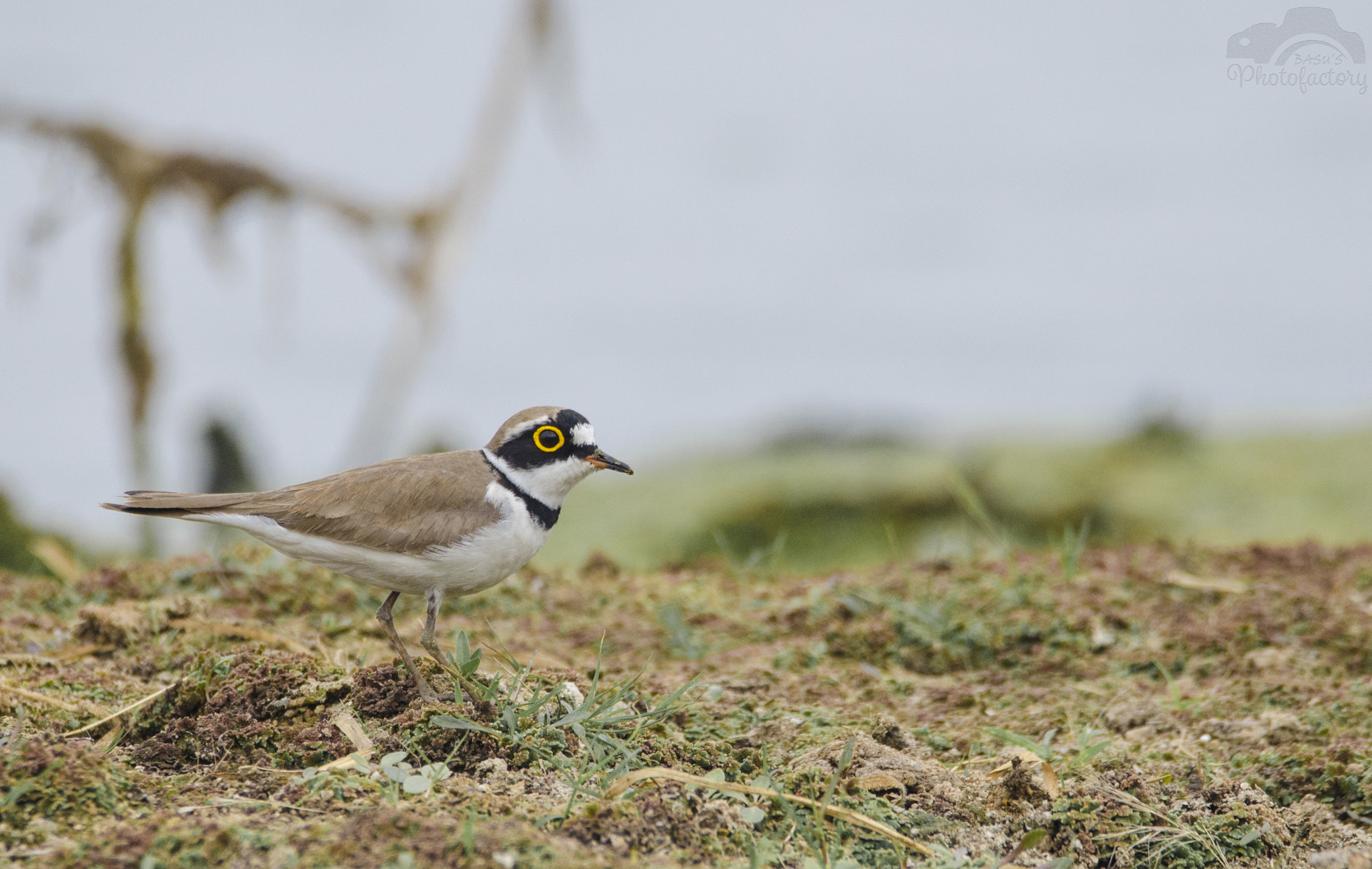 Sigma 150-600mm F5-6.3 DG OS HSM | C sample photo. Little ringed plover photography