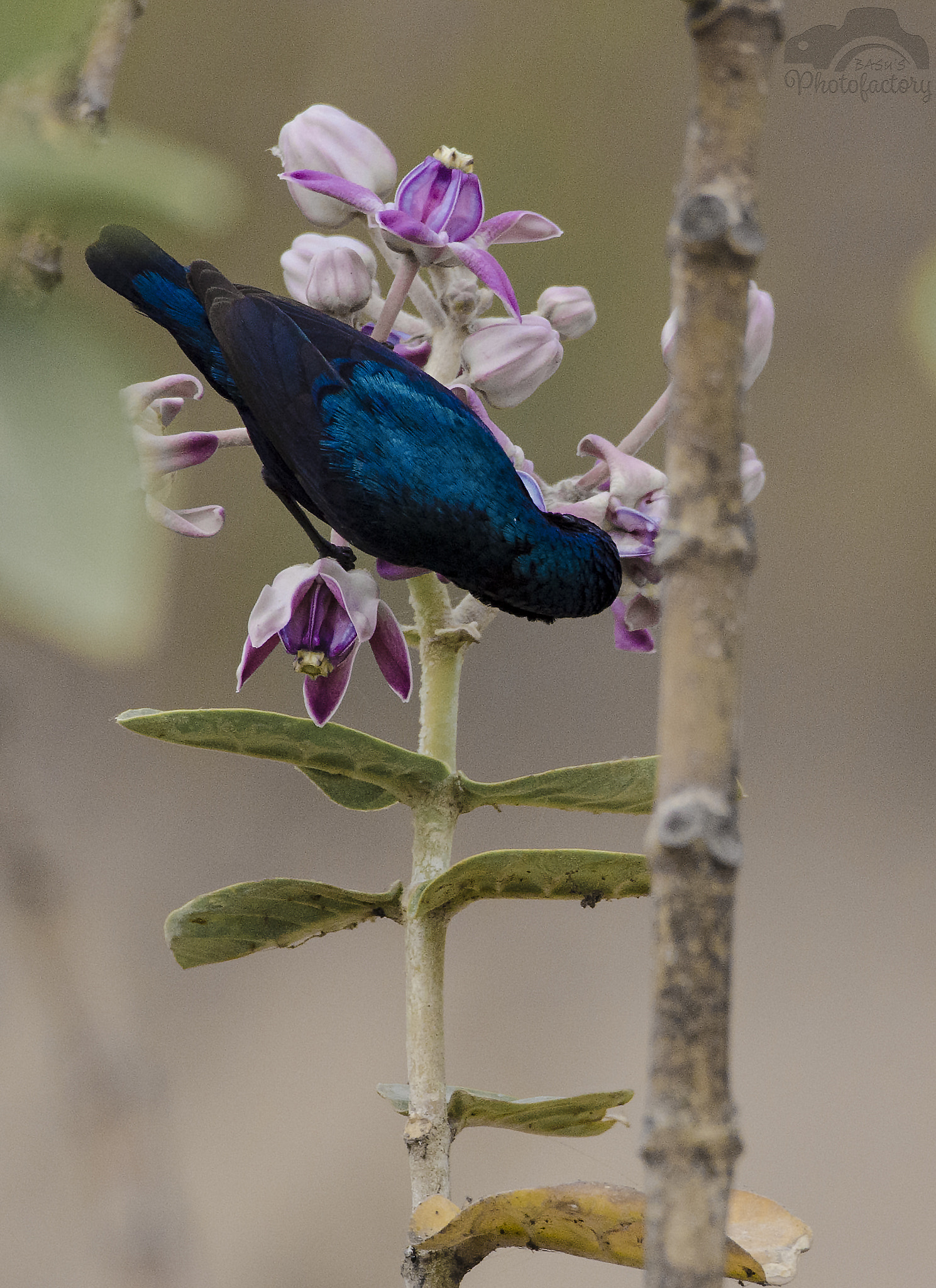 Sigma 150-600mm F5-6.3 DG OS HSM | C sample photo. Feeding time sunbird photography