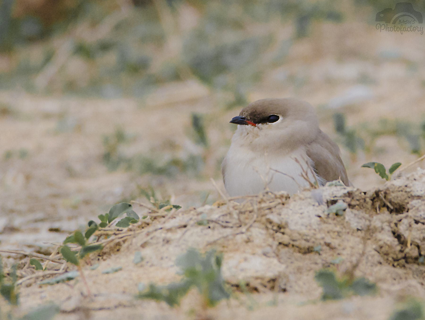 Sigma 150-600mm F5-6.3 DG OS HSM | C sample photo. Small pratincole photography