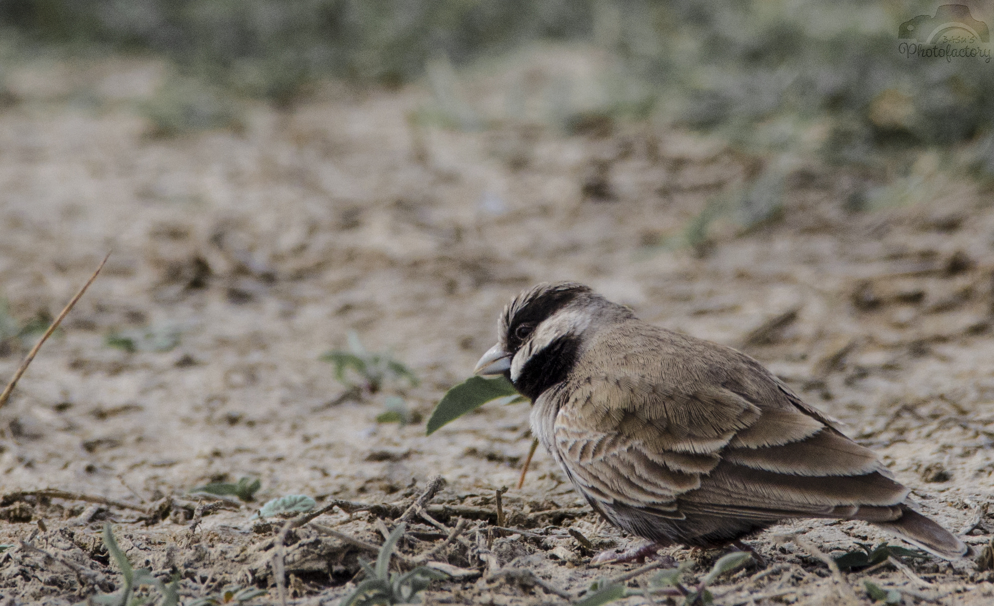 Sigma 150-600mm F5-6.3 DG OS HSM | C sample photo. Ashy crowned sparrow photography