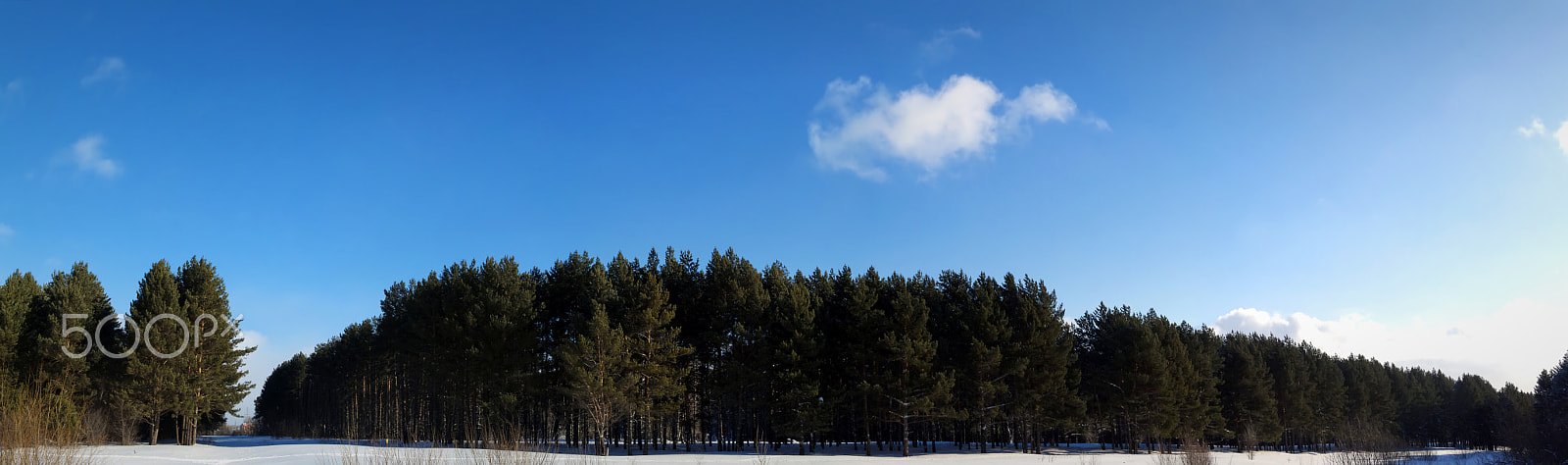 Canon EOS 500D (EOS Rebel T1i / EOS Kiss X3) sample photo. Panorama - the pine forest edge photography