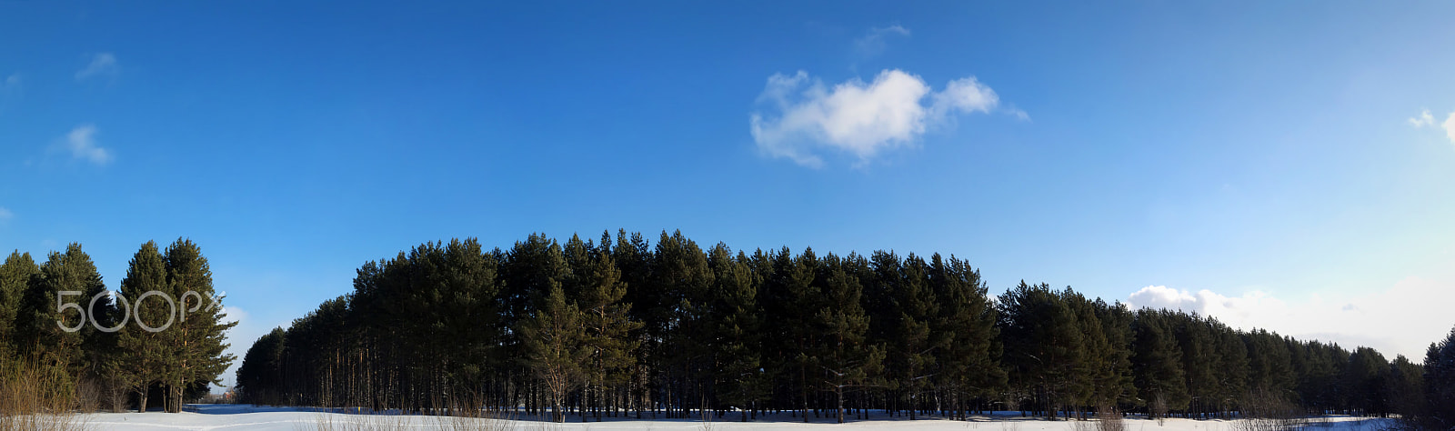 Canon EOS 500D (EOS Rebel T1i / EOS Kiss X3) + Sigma 24-70mm F2.8 EX DG Macro sample photo. Panorama - the pine forest edge photography