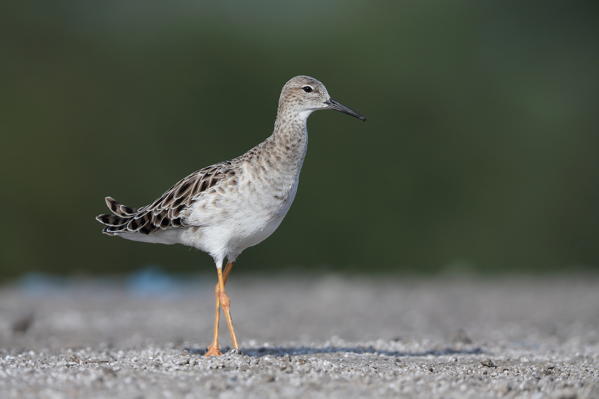 Canon EF 400mm F2.8L IS II USM sample photo. Ruff photography