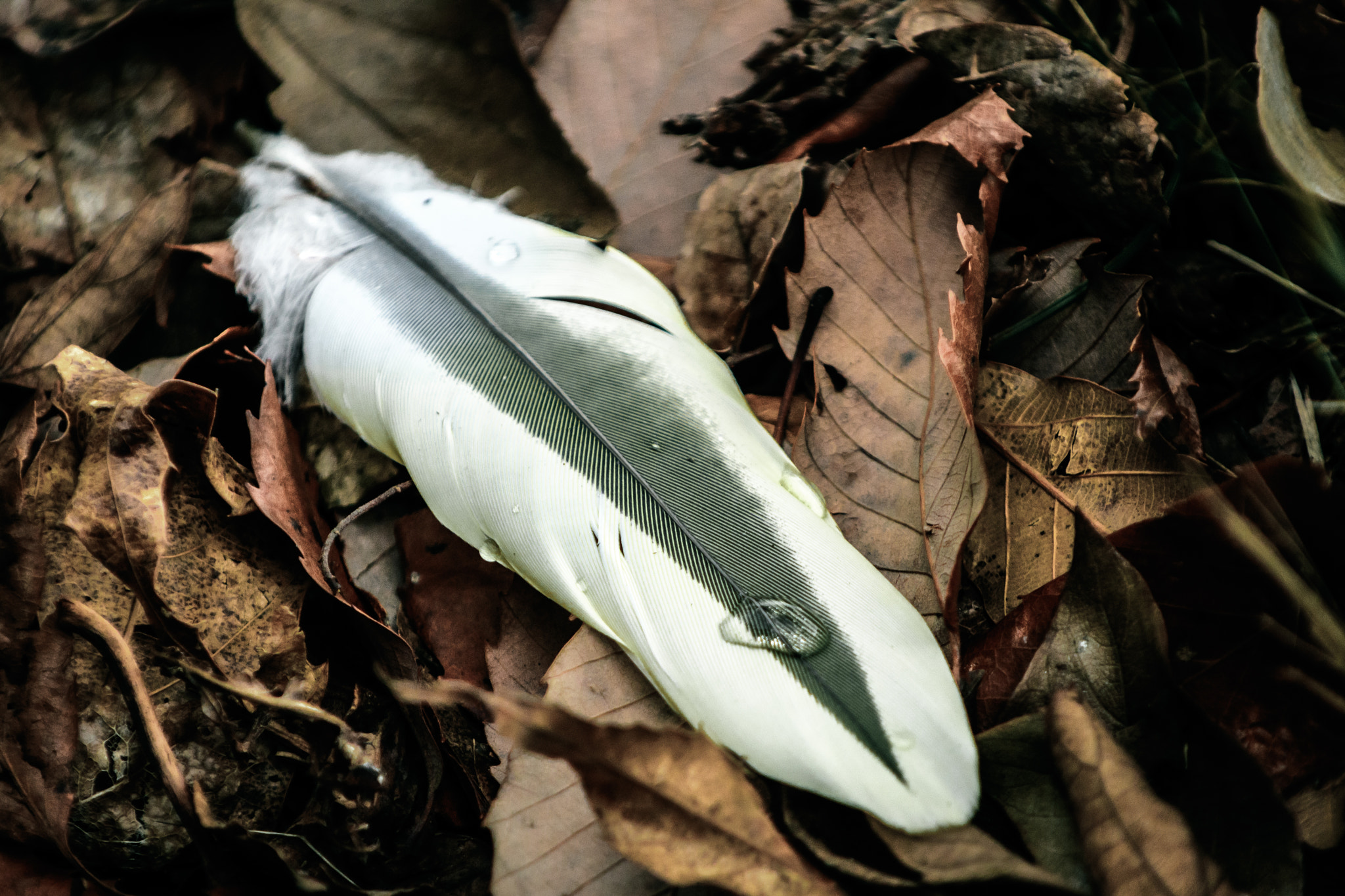 Nikon D500 sample photo. Feather photography