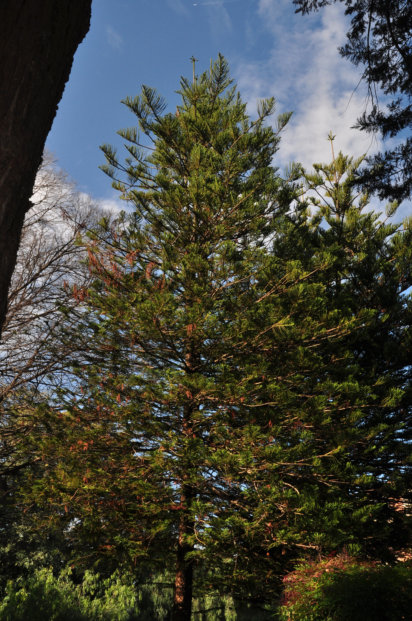 Sigma 18-200mm F3.5-6.3 II DC OS HSM sample photo. アンダルシアの松 photography