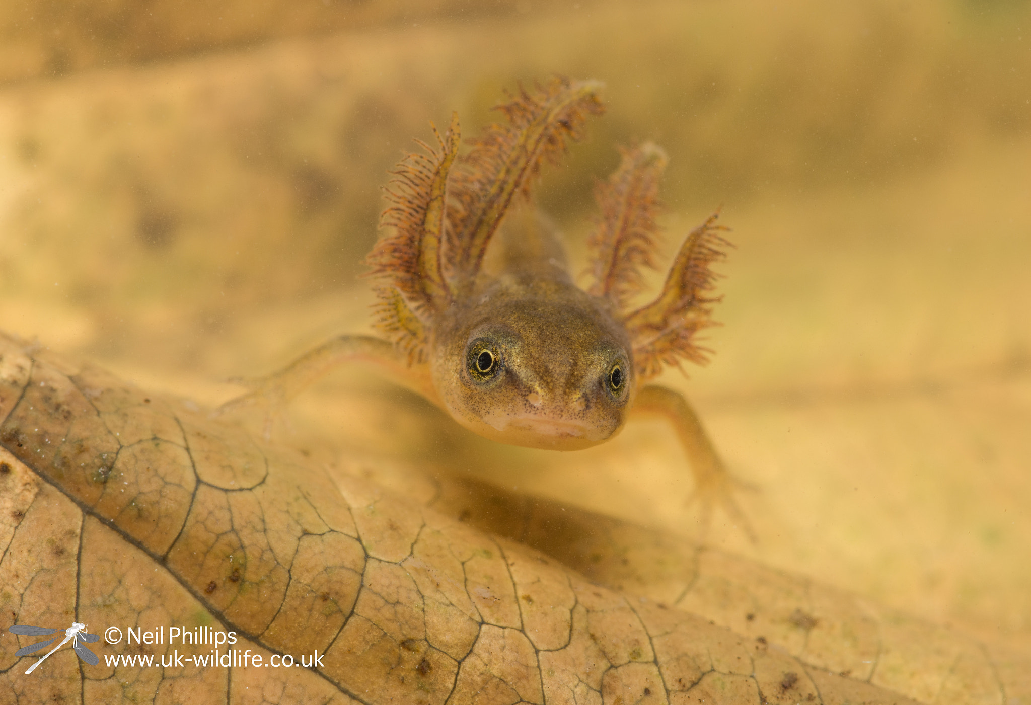 Pentax K-3 sample photo. Smooth newt tadpole lissotriton vulgaris photography