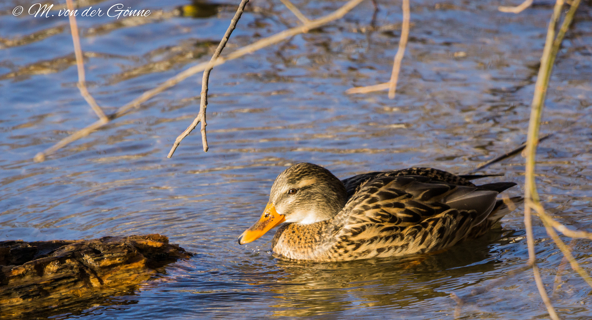 Sony a6000 + Sony 70-400mm F4-5.6 G SSM sample photo. Stockente photography