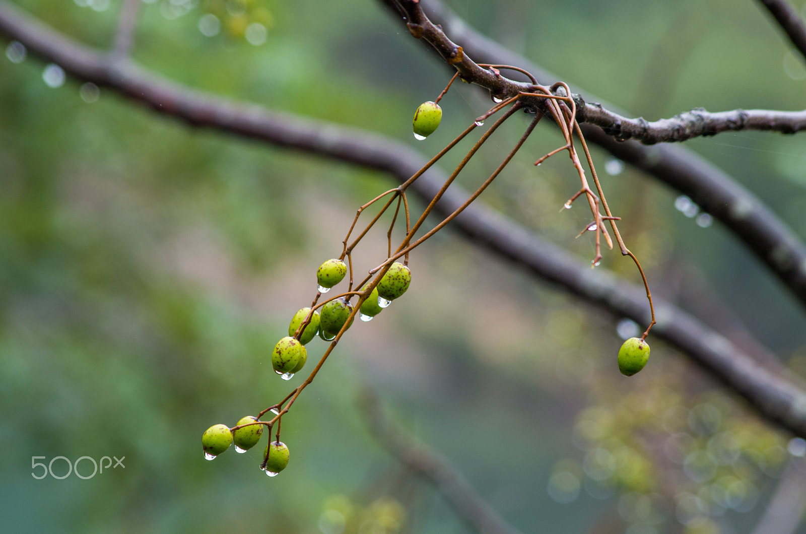 smc PENTAX-DA L 55-300mm F4-5.8 ED sample photo. Entry to 500px photography