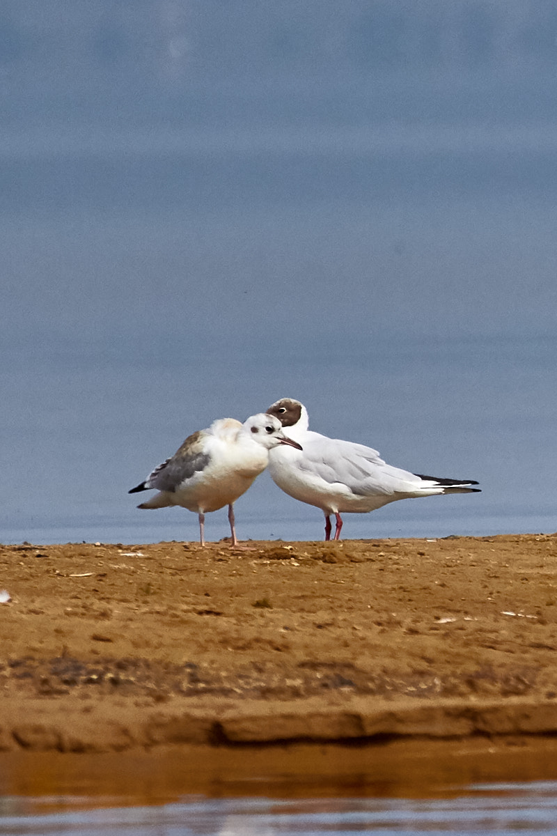 Canon EOS 700D (EOS Rebel T5i / EOS Kiss X7i) sample photo. Seagulls photography