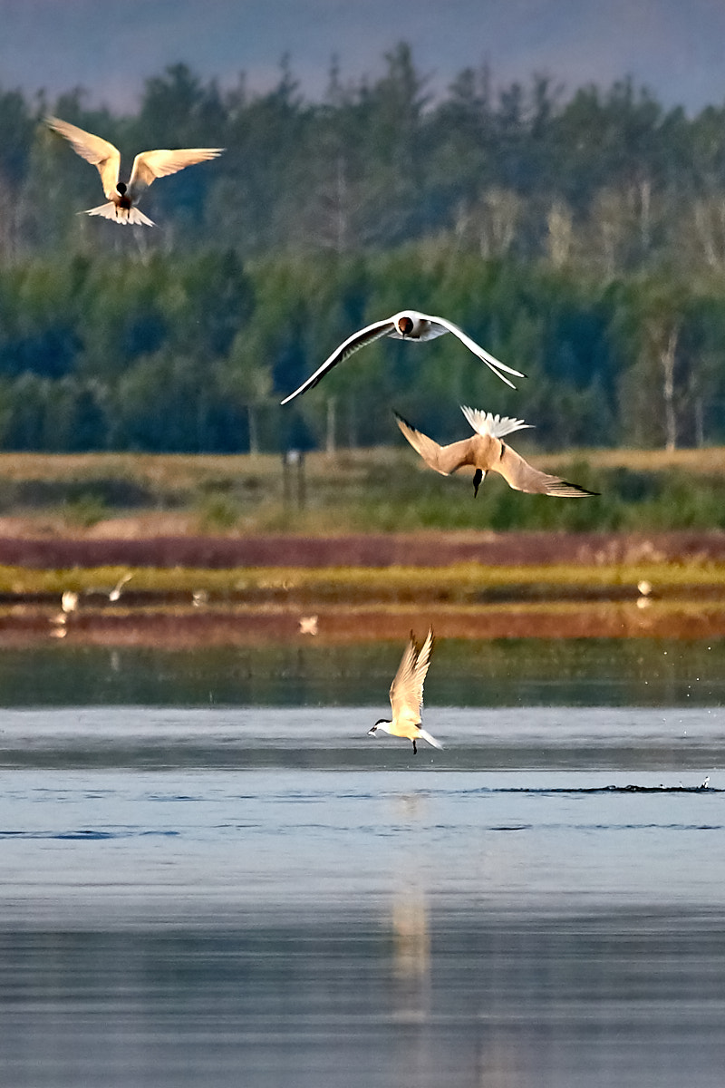 Canon EOS 700D (EOS Rebel T5i / EOS Kiss X7i) sample photo. Seagulls photography