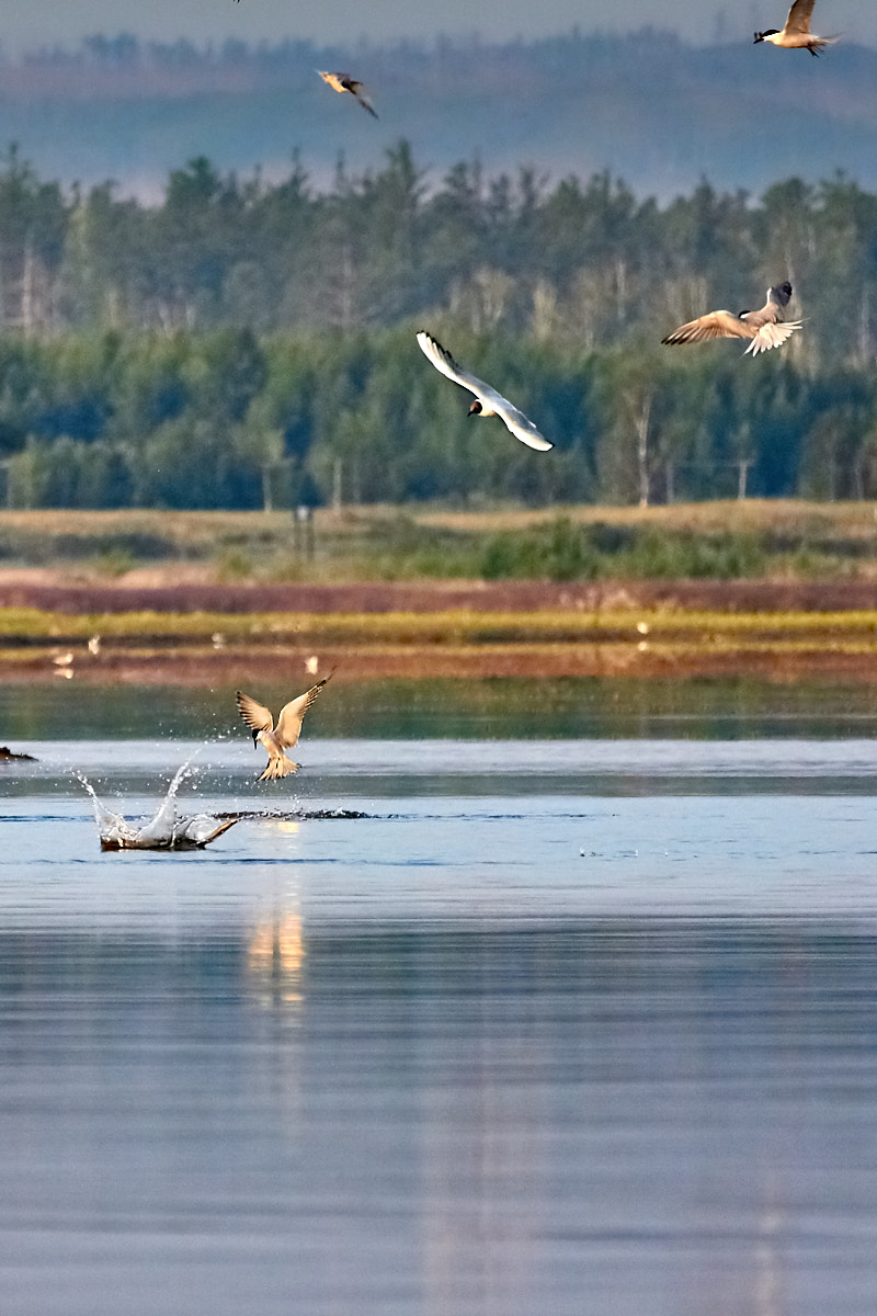 Canon EOS 700D (EOS Rebel T5i / EOS Kiss X7i) sample photo. Seagulls photography