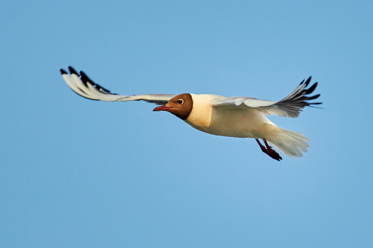 Canon EOS 700D (EOS Rebel T5i / EOS Kiss X7i) sample photo. Seagulls photography