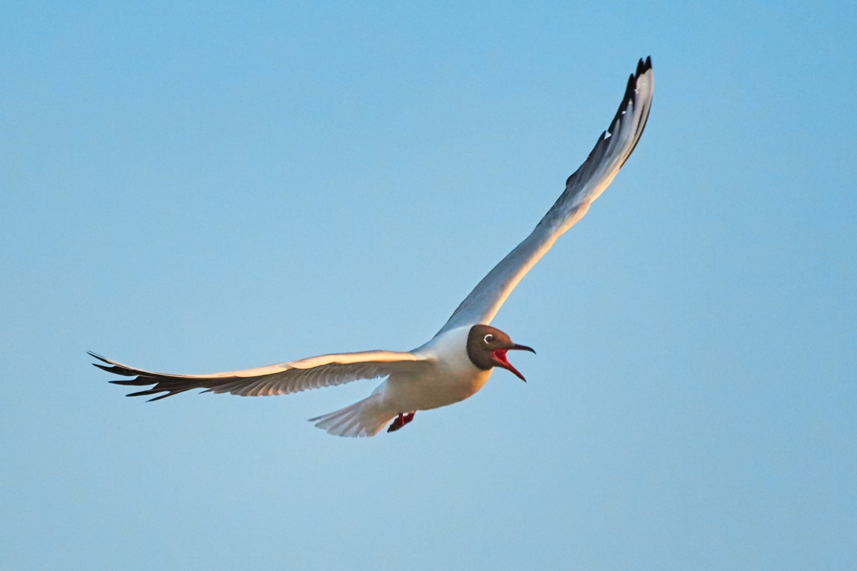 Canon EOS 700D (EOS Rebel T5i / EOS Kiss X7i) sample photo. Seagulls photography