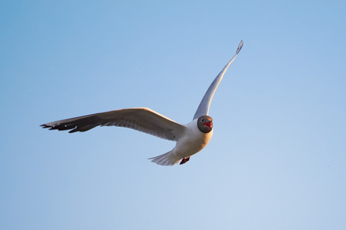 Canon EOS 700D (EOS Rebel T5i / EOS Kiss X7i) sample photo. Seagulls photography