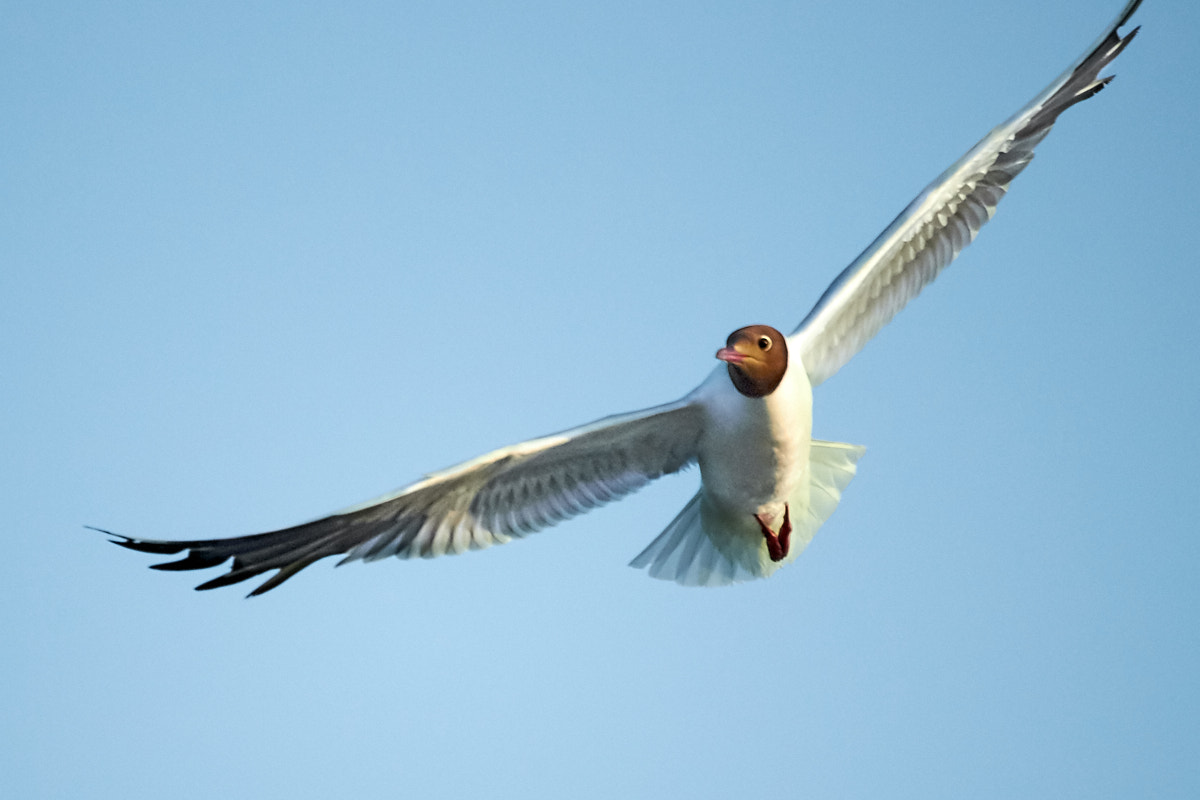 Canon EOS 700D (EOS Rebel T5i / EOS Kiss X7i) sample photo. Seagulls photography