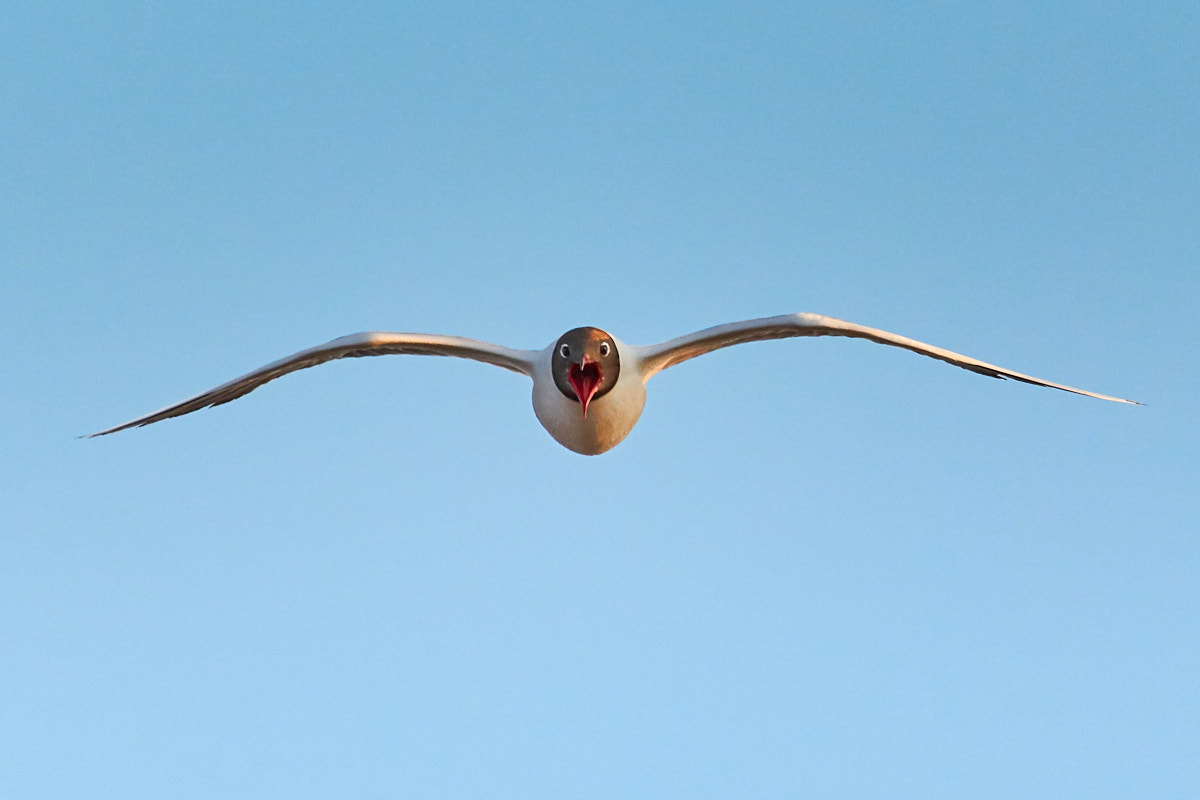 Canon EOS 700D (EOS Rebel T5i / EOS Kiss X7i) sample photo. Seagulls photography