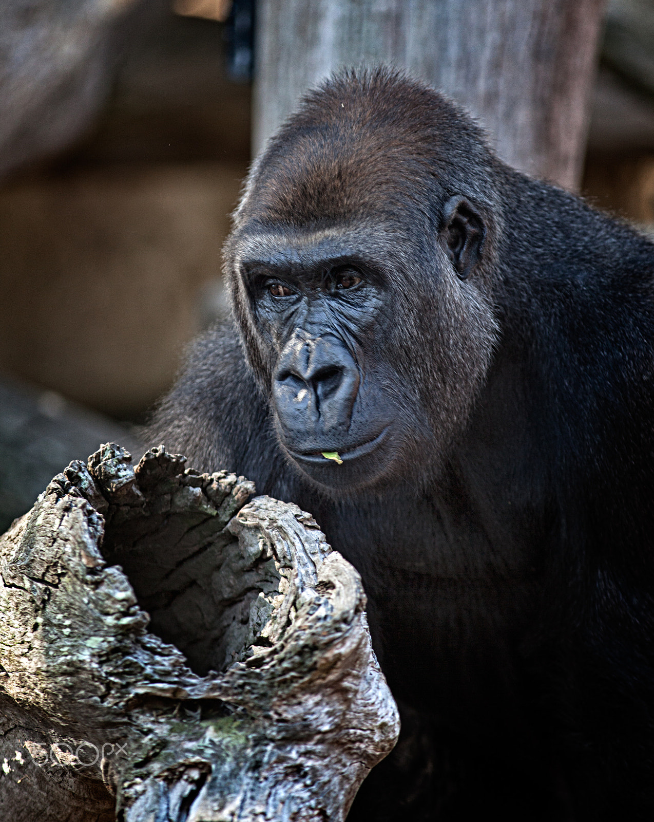Canon EF 300mm F4L IS USM sample photo. Silverback photography