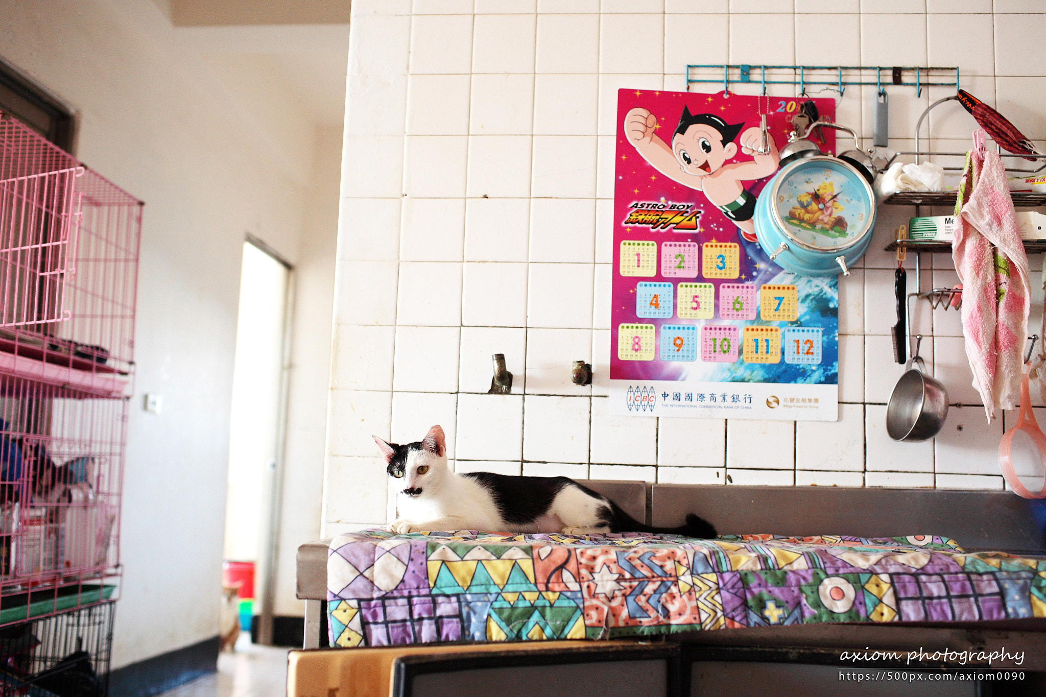 Canon EOS 5D + Canon EF 35mm F1.4L USM sample photo. Cat in kitchen photography