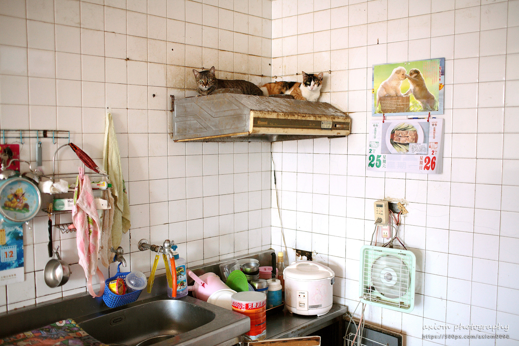 Canon EOS 5D sample photo. 2 cat in kitchen photography