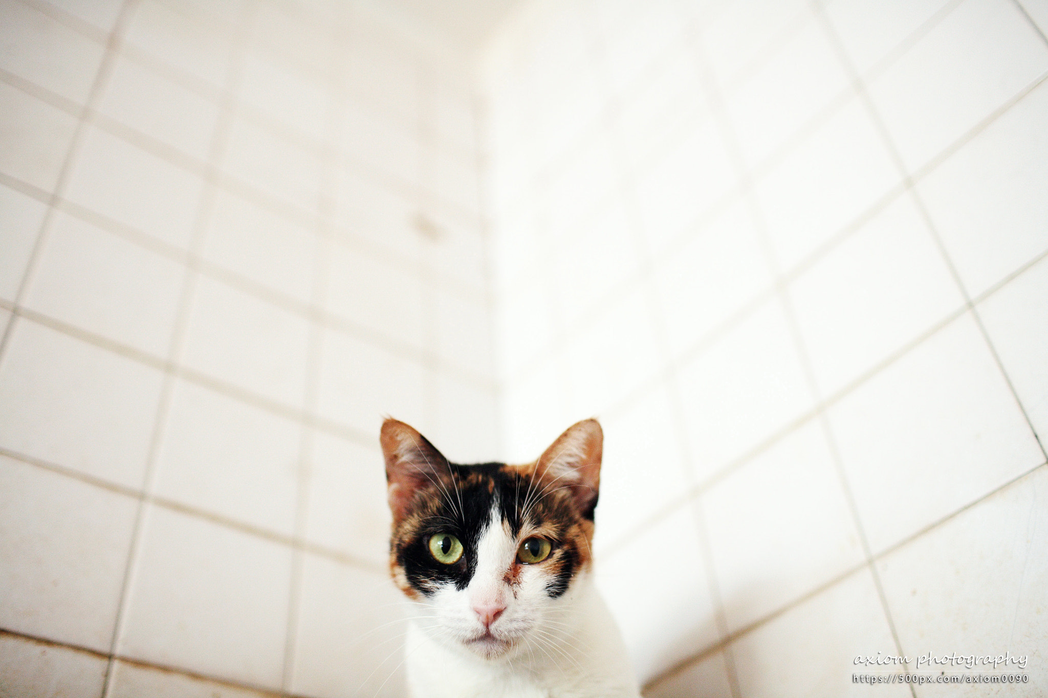 Canon EOS 5D + Canon EF 35mm F1.4L USM sample photo. Cat in kitchen photography