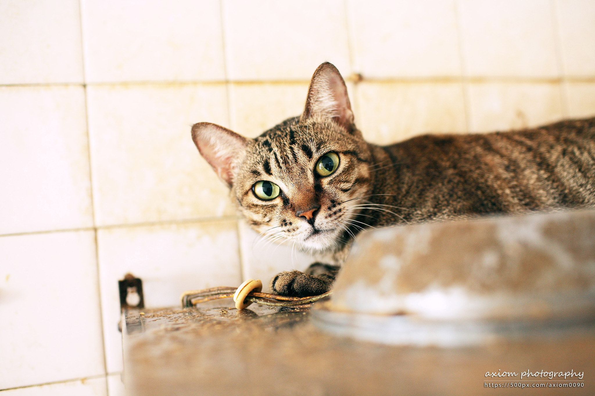 Canon EOS 5D + Canon EF 35mm F1.4L USM sample photo. Cat in kitchen photography