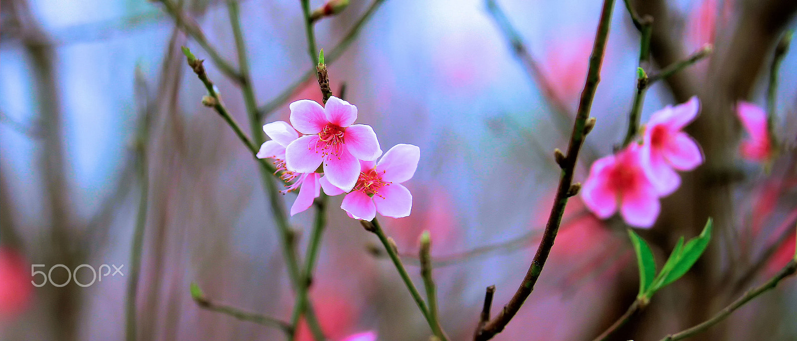 Sigma 50-100mm F1.8 DC HSM Art sample photo. Happy lunar new year 2017 photography