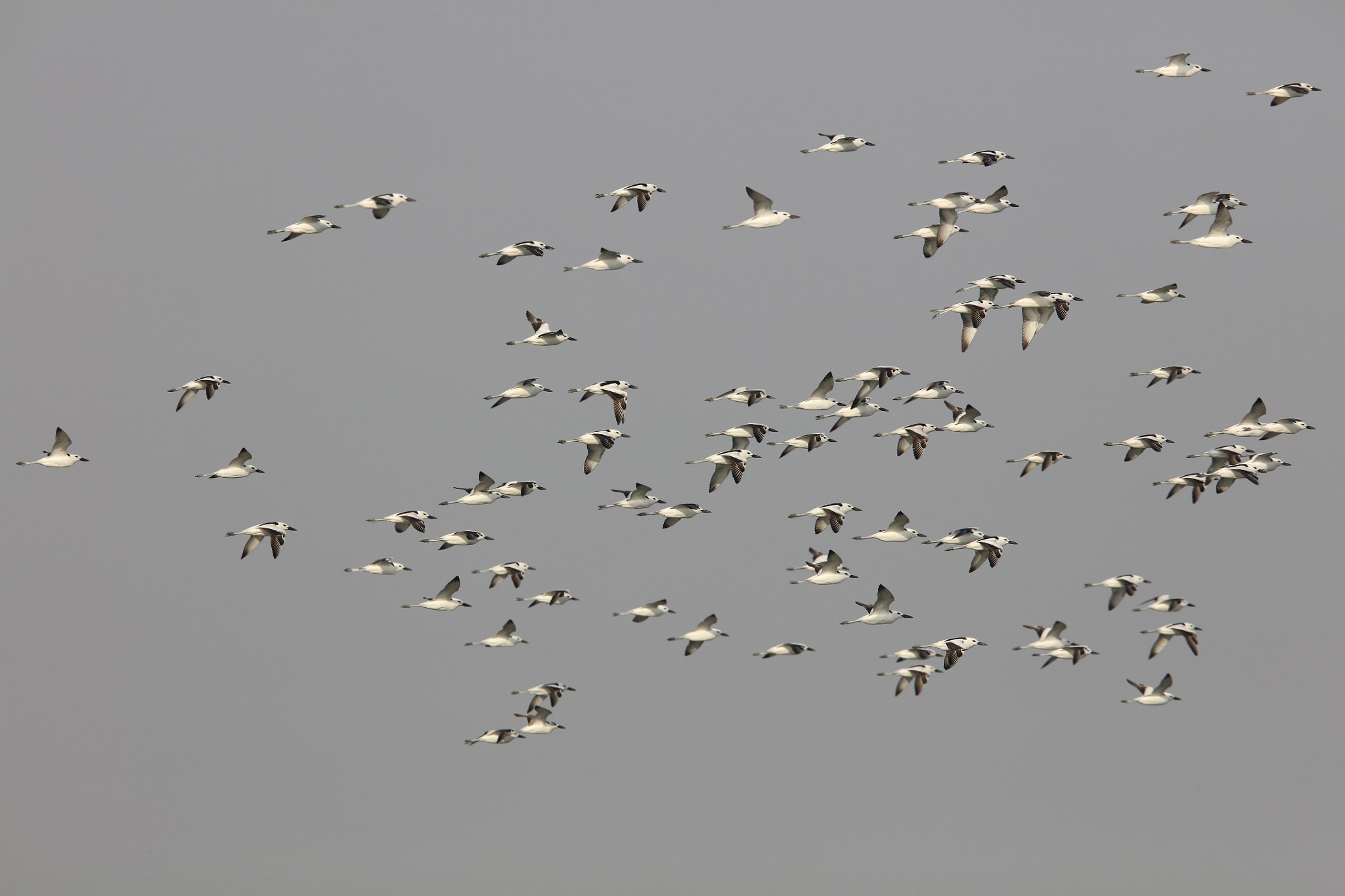 Canon EOS 5DS R + Canon EF 400mm F2.8L IS II USM sample photo. Crab plovers photography