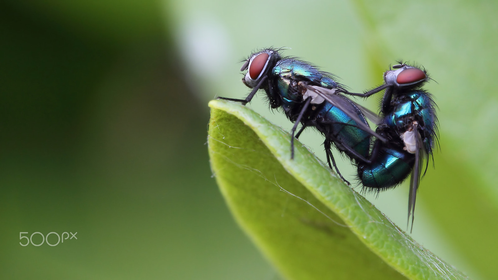 Canon EOS 60D + Canon EF 100mm F2.8 Macro USM sample photo. Romantic moment... photography