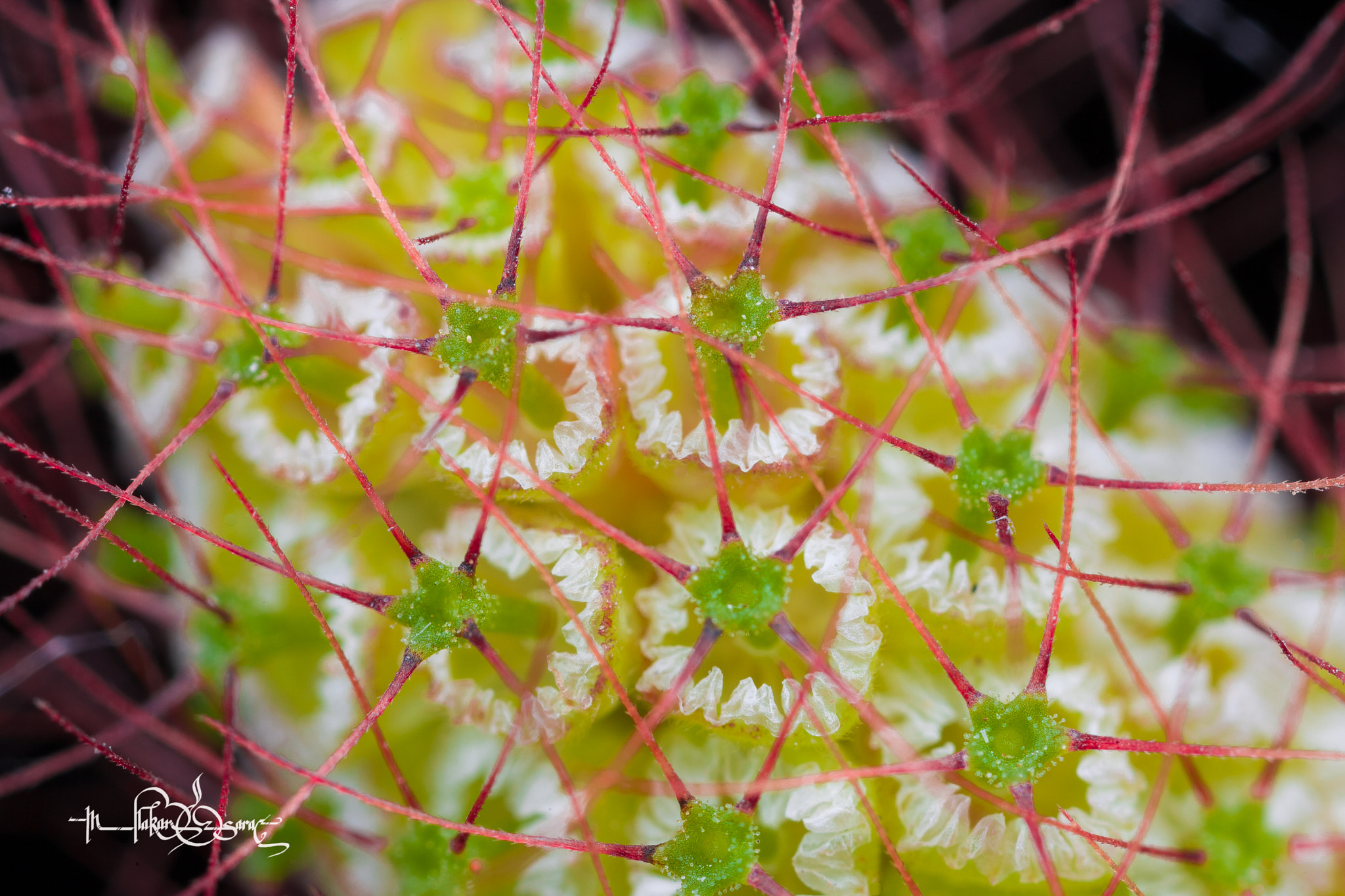 Canon EOS 5D Mark II + Canon MP-E 65mm F2.5 1-5x Macro Photo sample photo. Tiny tiny little photography