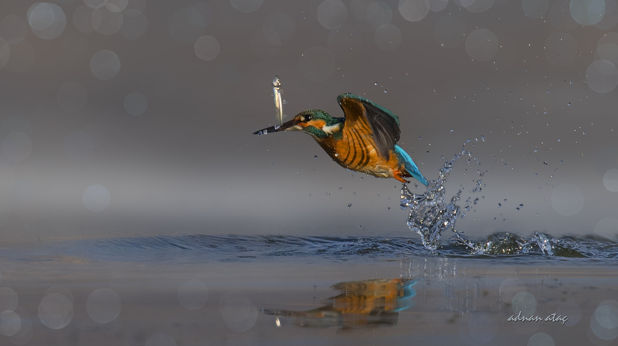 Nikon Nikkor AF-S 300mm F4E PF ED VR sample photo. Yalıçapkını - alcedo atthis - common kingfisher photography