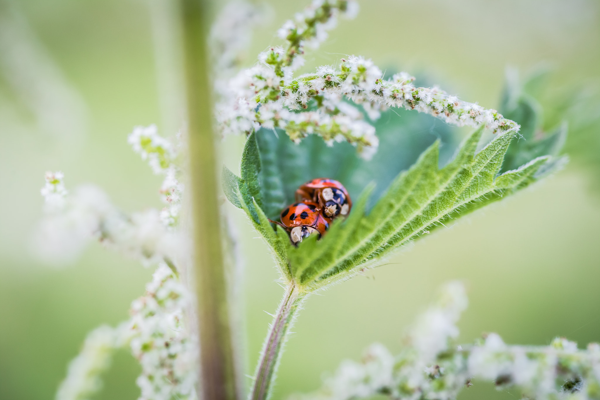 Canon EOS 6D + Sigma 105mm F2.8 EX DG Macro sample photo