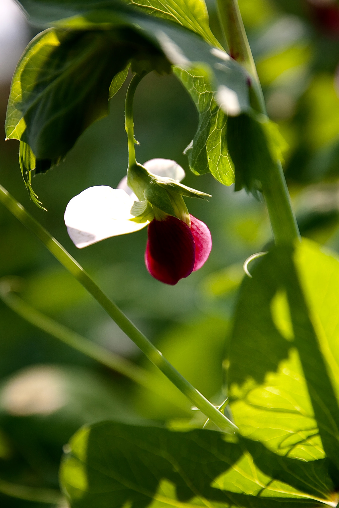 Sigma 17-70mm F2.8-4 DC Macro OS HSM sample photo