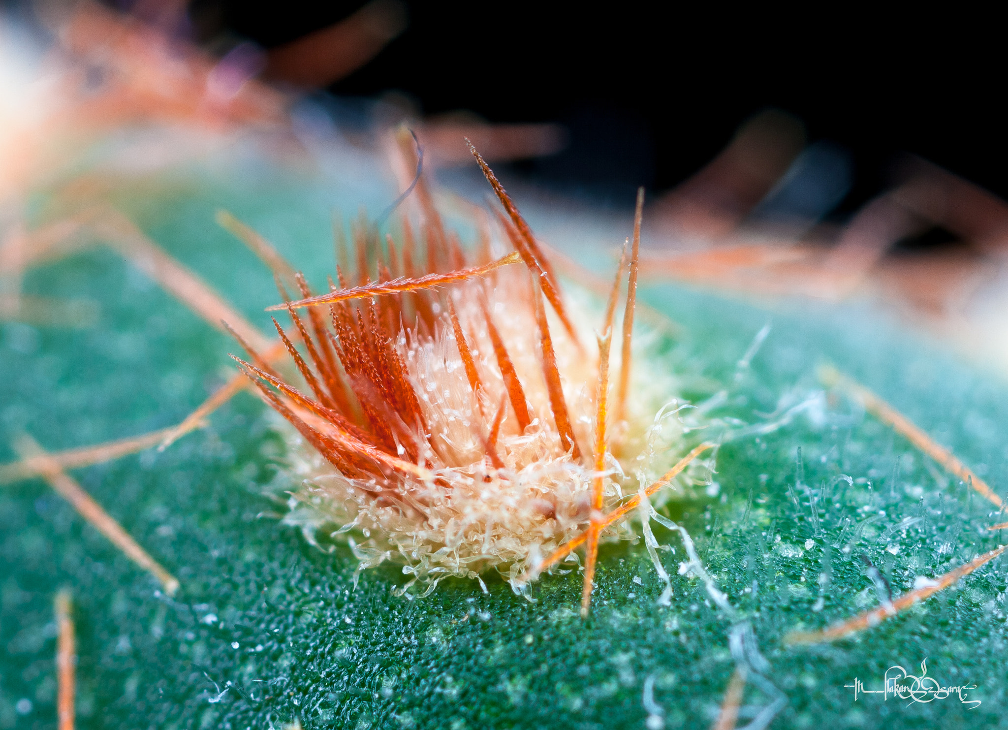 Canon MP-E 65mm F2.5 1-5x Macro Photo sample photo. Spiky photography