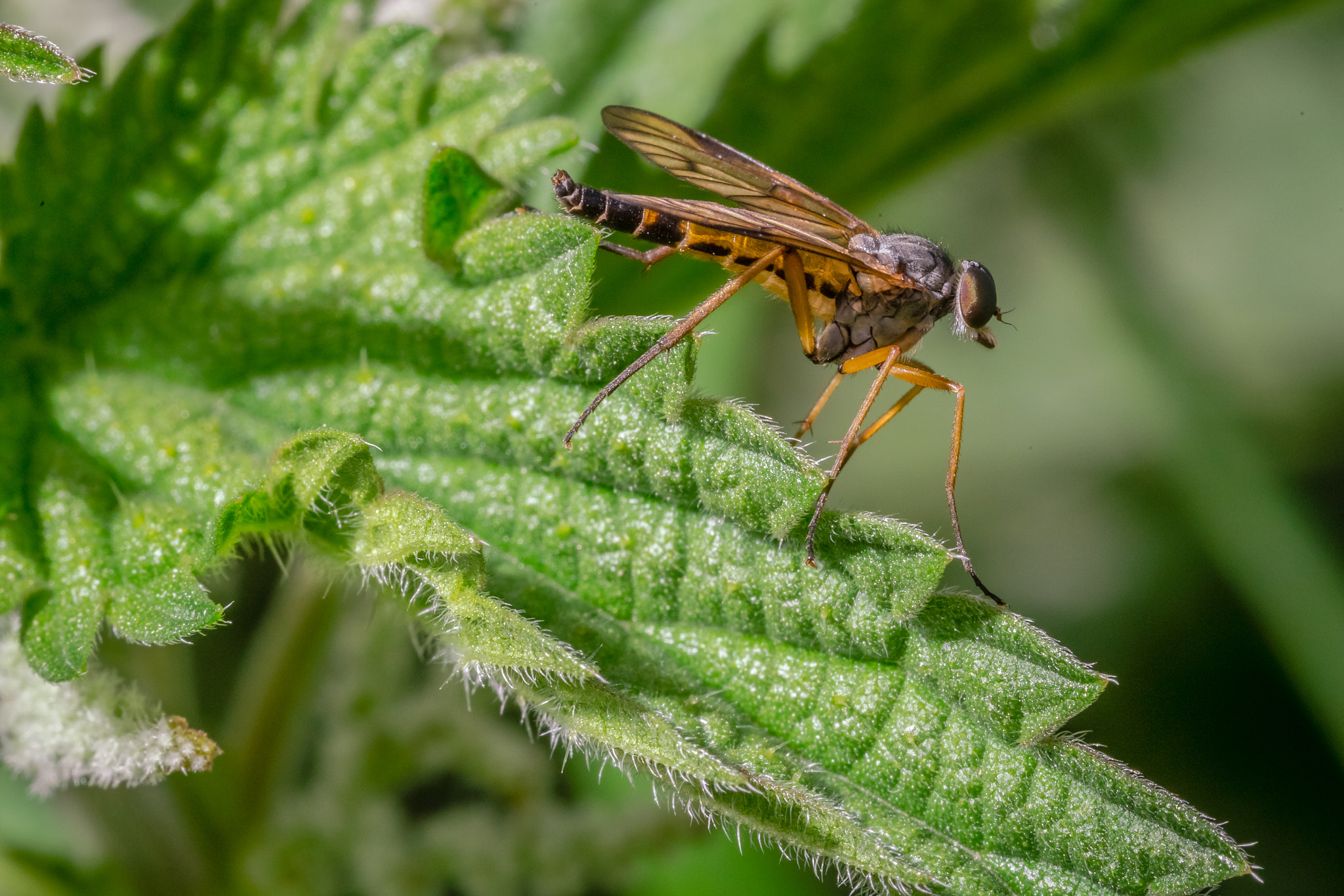 Canon EOS 6D + Sigma 105mm F2.8 EX DG Macro sample photo