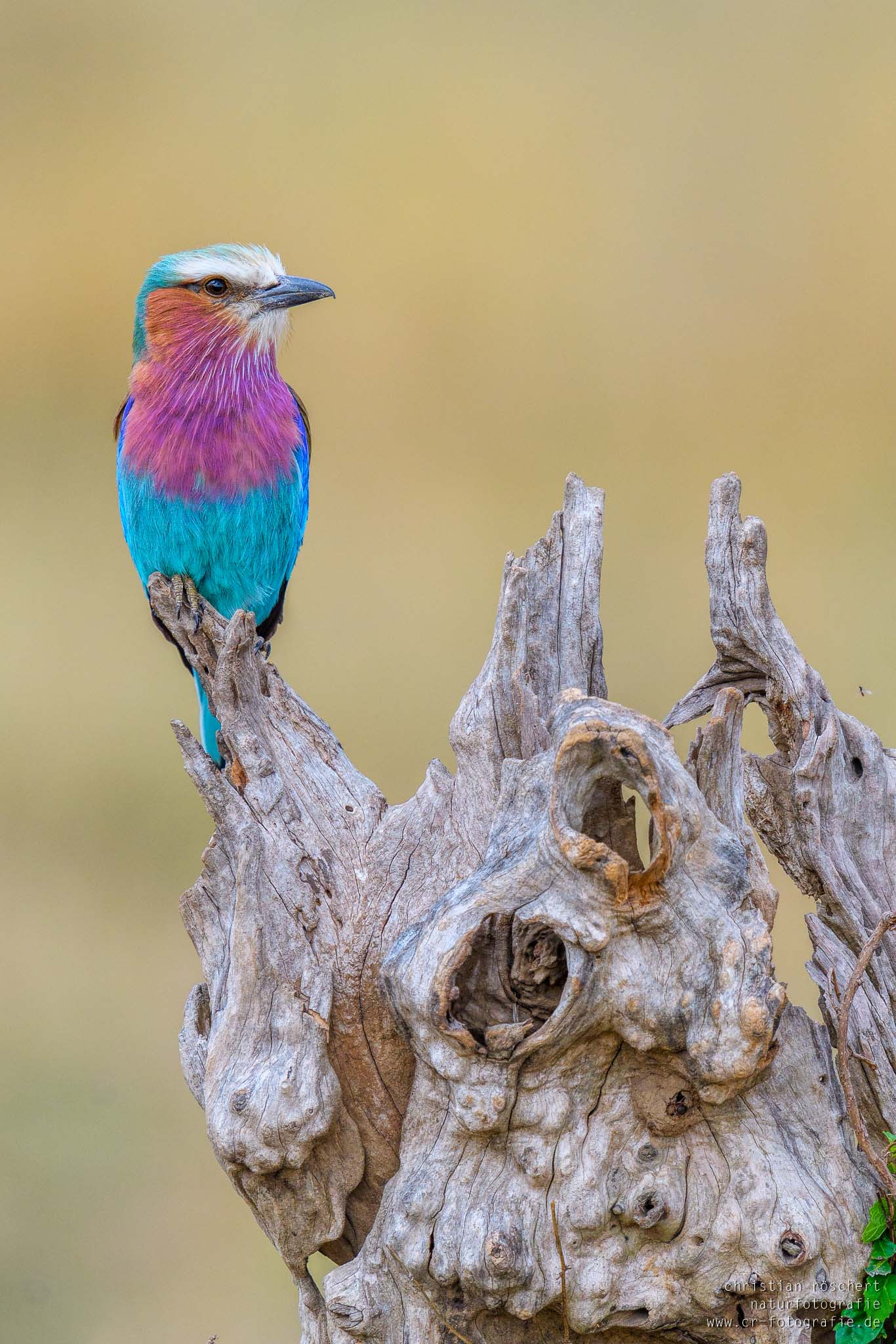 Nikon D500 + Nikon AF-S Nikkor 600mm F4G ED VR sample photo. Lilac-breasted roller - gabelracke photography