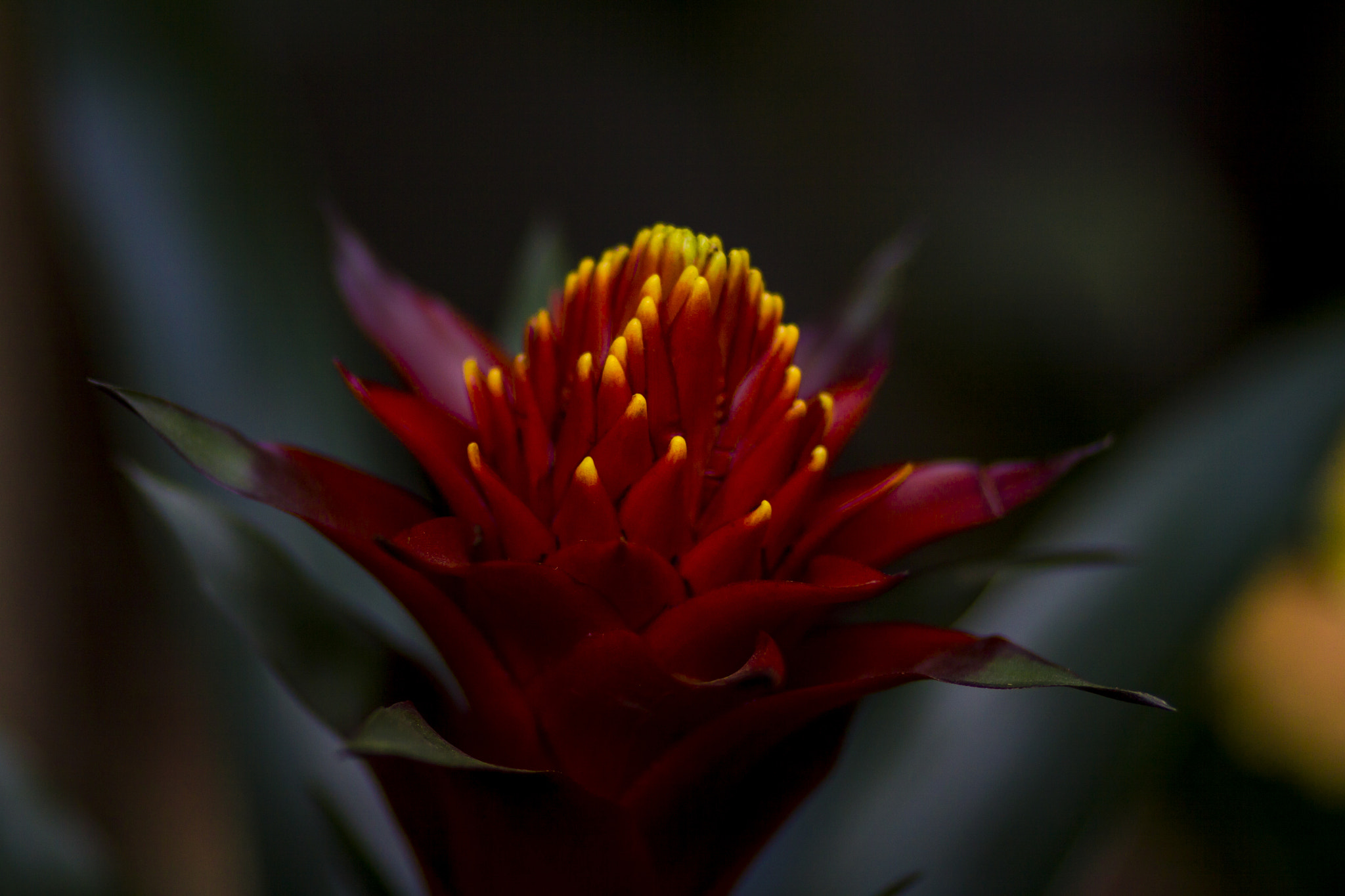 Canon EOS 50D + Canon EF 85mm F1.8 USM sample photo. Guzmania-opportunity knocks photography